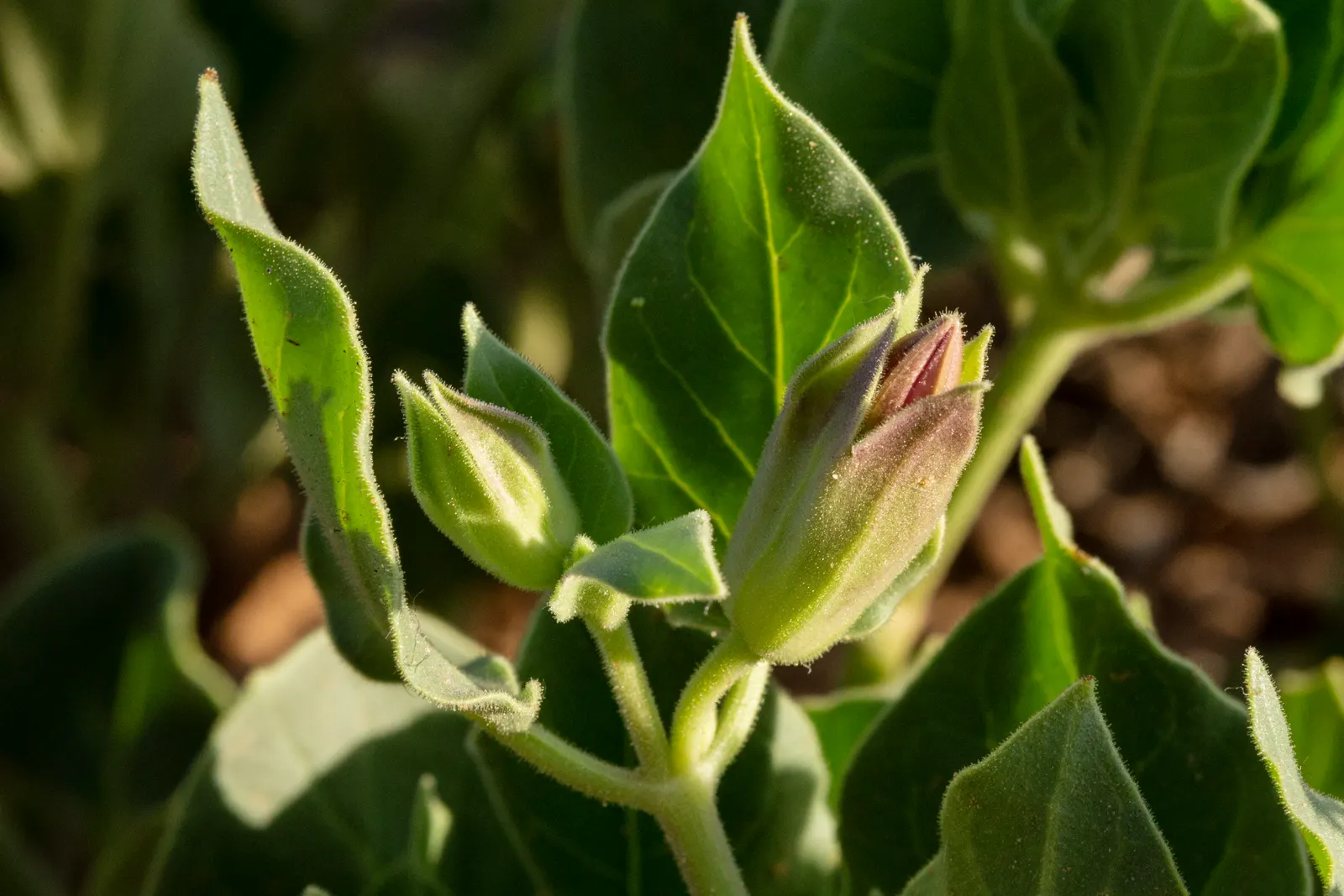 Wild Four O'Clock (Mirabilis Multiflora) — The Wild Four O'Clock (Mirabilis multiflora) is a durable North American perennial thriving in USDA zones 4-8; it