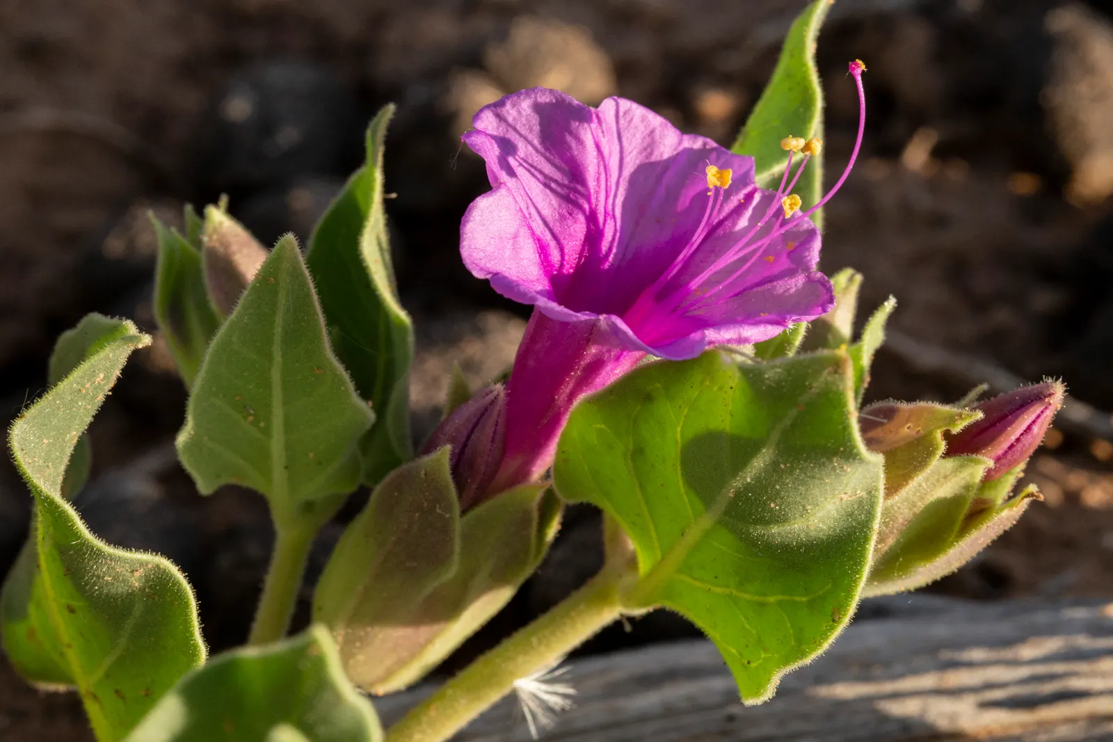 Wild Four O'Clock (Mirabilis Multiflora) — presents itself as a captivating and resilient addition to any landscape design; low water requirements make it