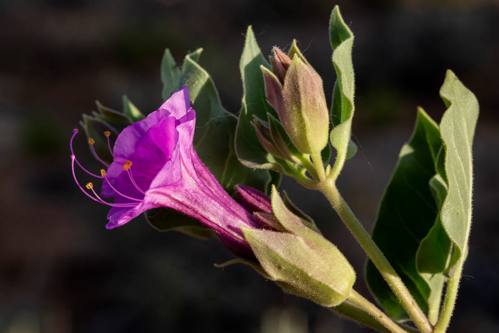 Wild Four O'Clock (Mirabilis Multiflora) — It showcases trumpet-shaped magenta blooms that come alive late afternoon to evening