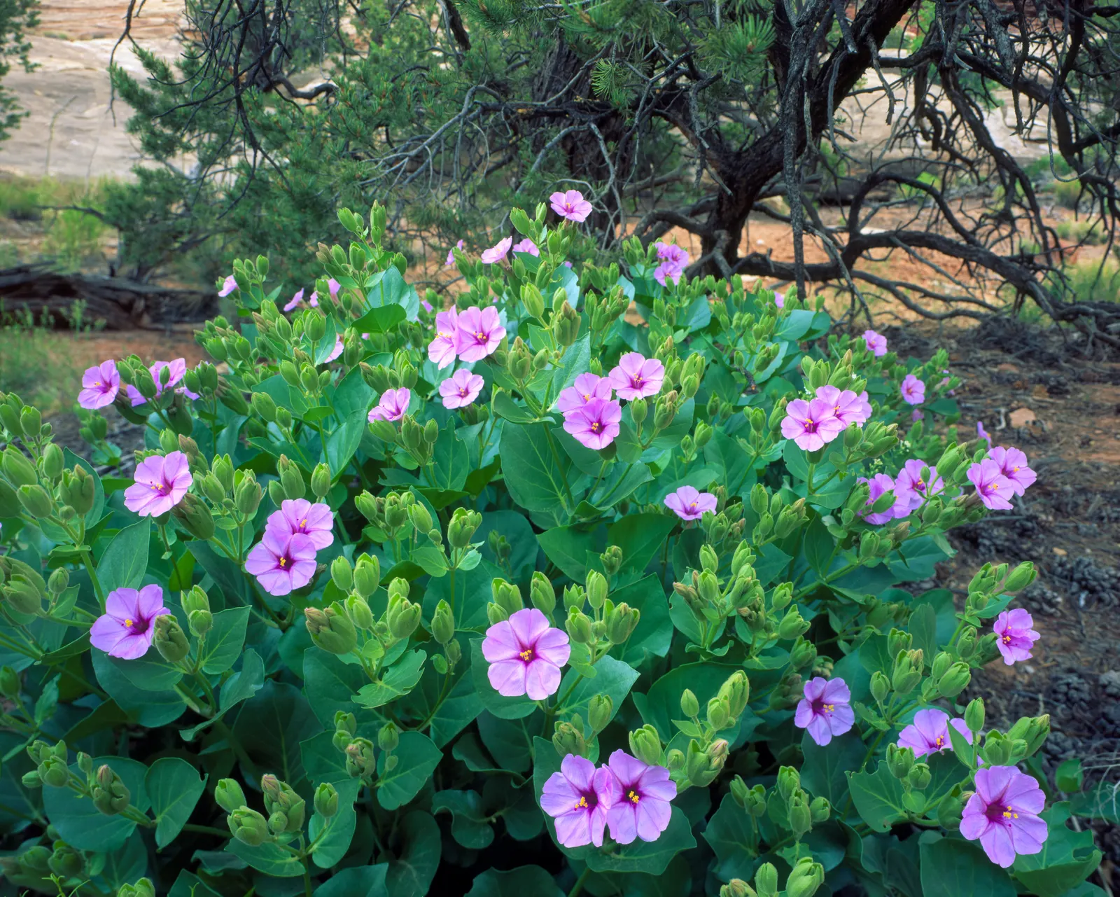 Wild Four O'Clock (Mirabilis Multiflora) — Regular watering during long dry spells will maintain plant vigor