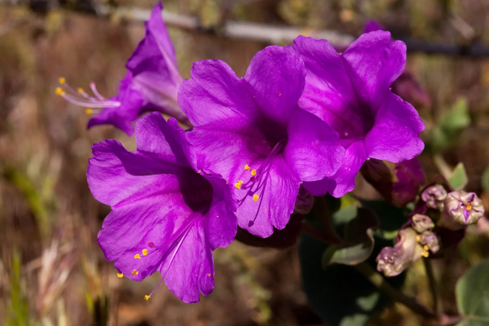 Wild Four O'Clock (Mirabilis Multiflora) — Wild Four O'Clocks prefer well-drained soils; deadheading is not necessary for this self-seeding plant