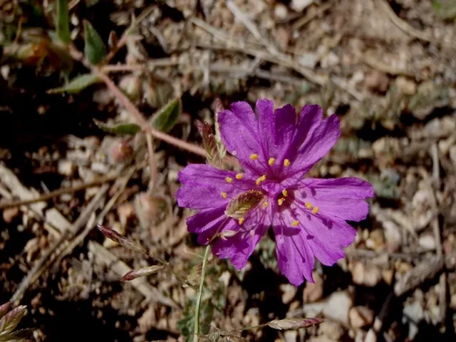 Wild Four O'Clock (Mirabilis Multiflora) — scientifically known as Mirabilis multiflora; pink flowers in the garden