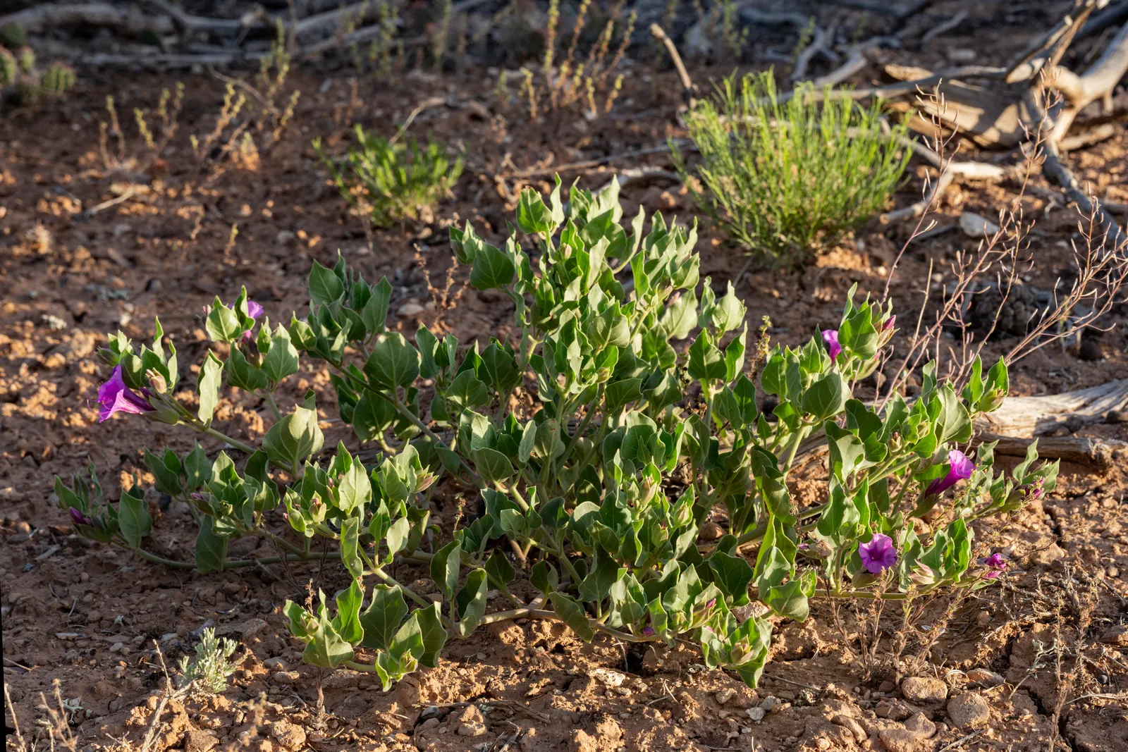 Wild Four O'Clock (Mirabilis Multiflora) — It prefers full sun to partial shade and needs well-drained soil; the Wild Four O'Clock (Mirabilis multiflora) is a