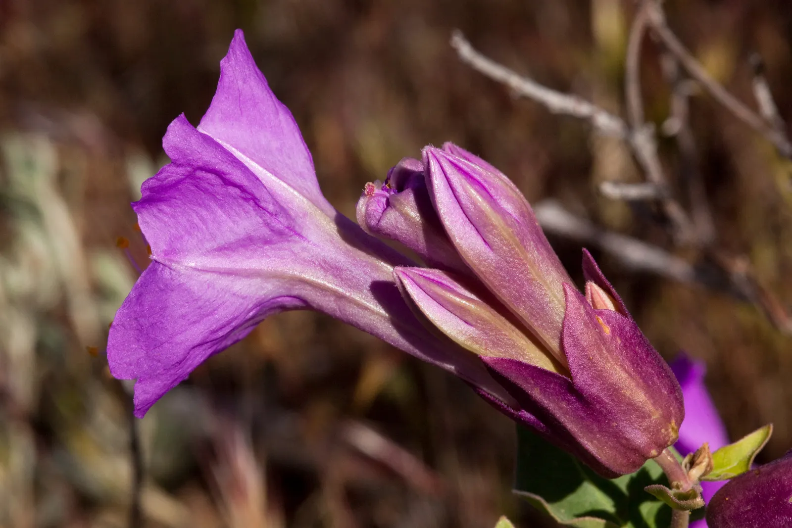 Wild Four O'Clock (Mirabilis Multiflora) — with a rich green hue that offers a luscious backdrop to its floral display; these blossoms boast a striking magenta