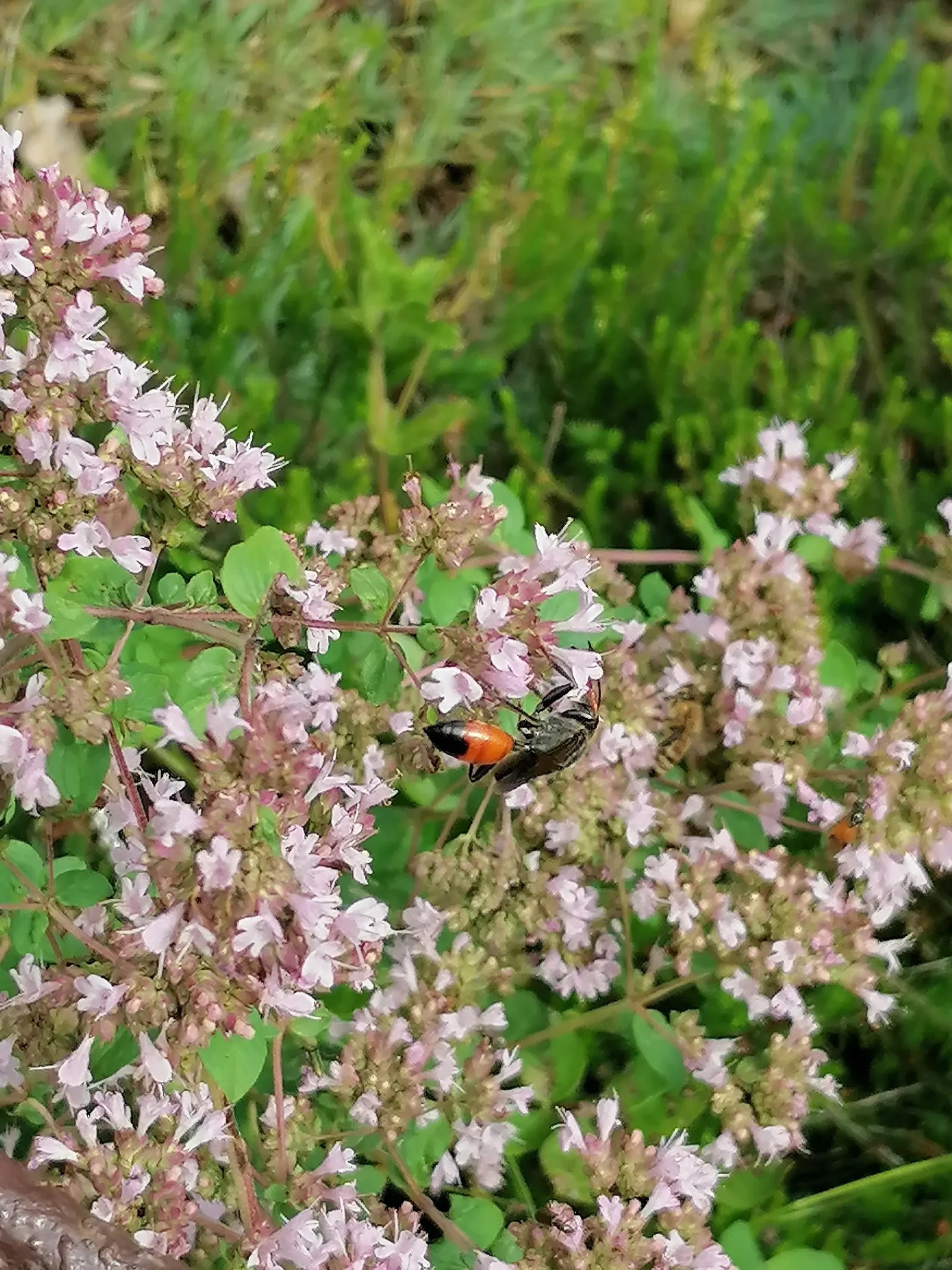 Greek Oregano (Origanum Vul. 'Heracleoticum') — It dons petite lavender flowers in summer, attracting pollinators, image 86