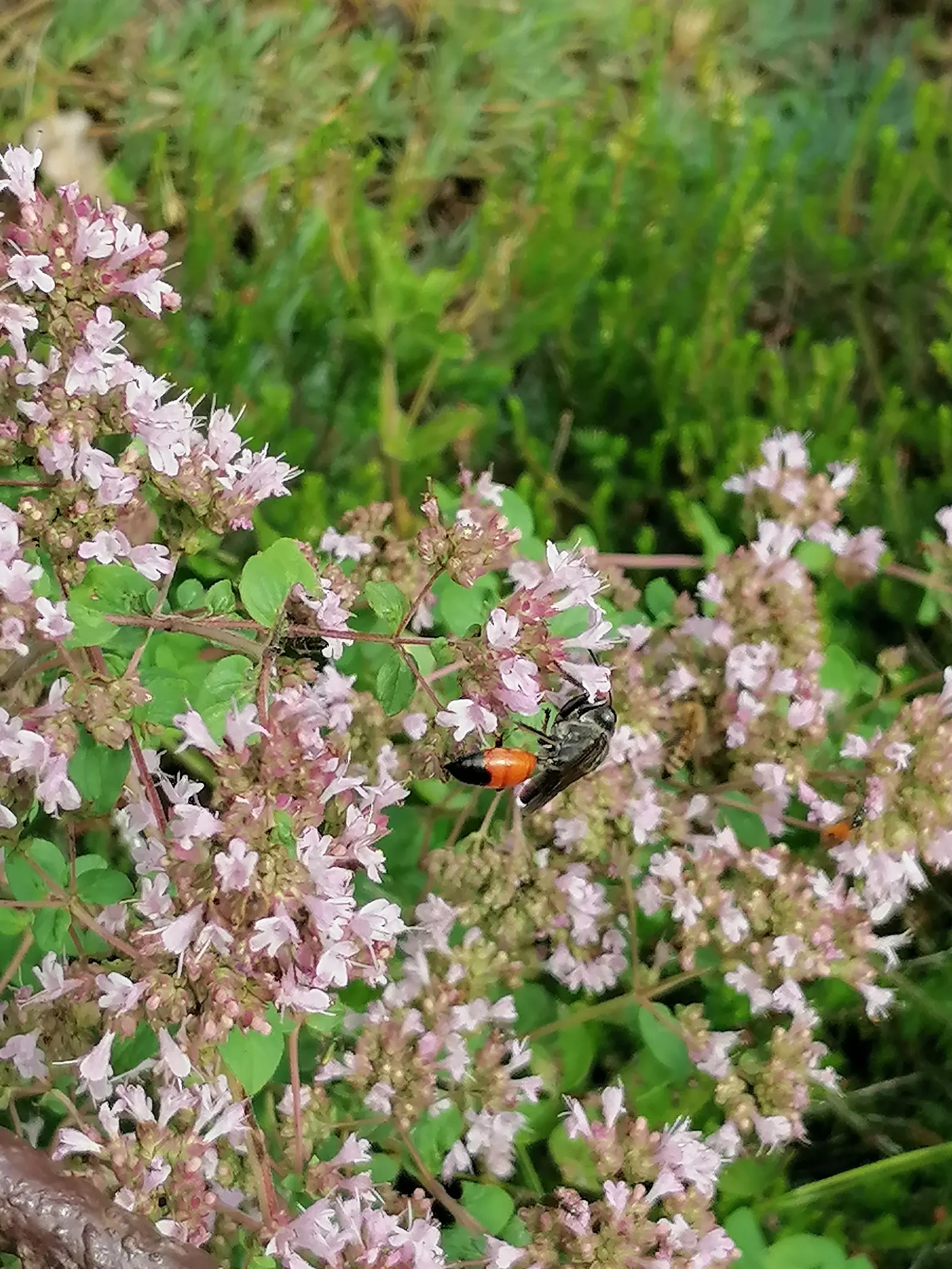 Greek Oregano (Origanum Vul. 'Heracleoticum') — allowing for ample space when incorporating it into garden designs; herb / perennial for full or half