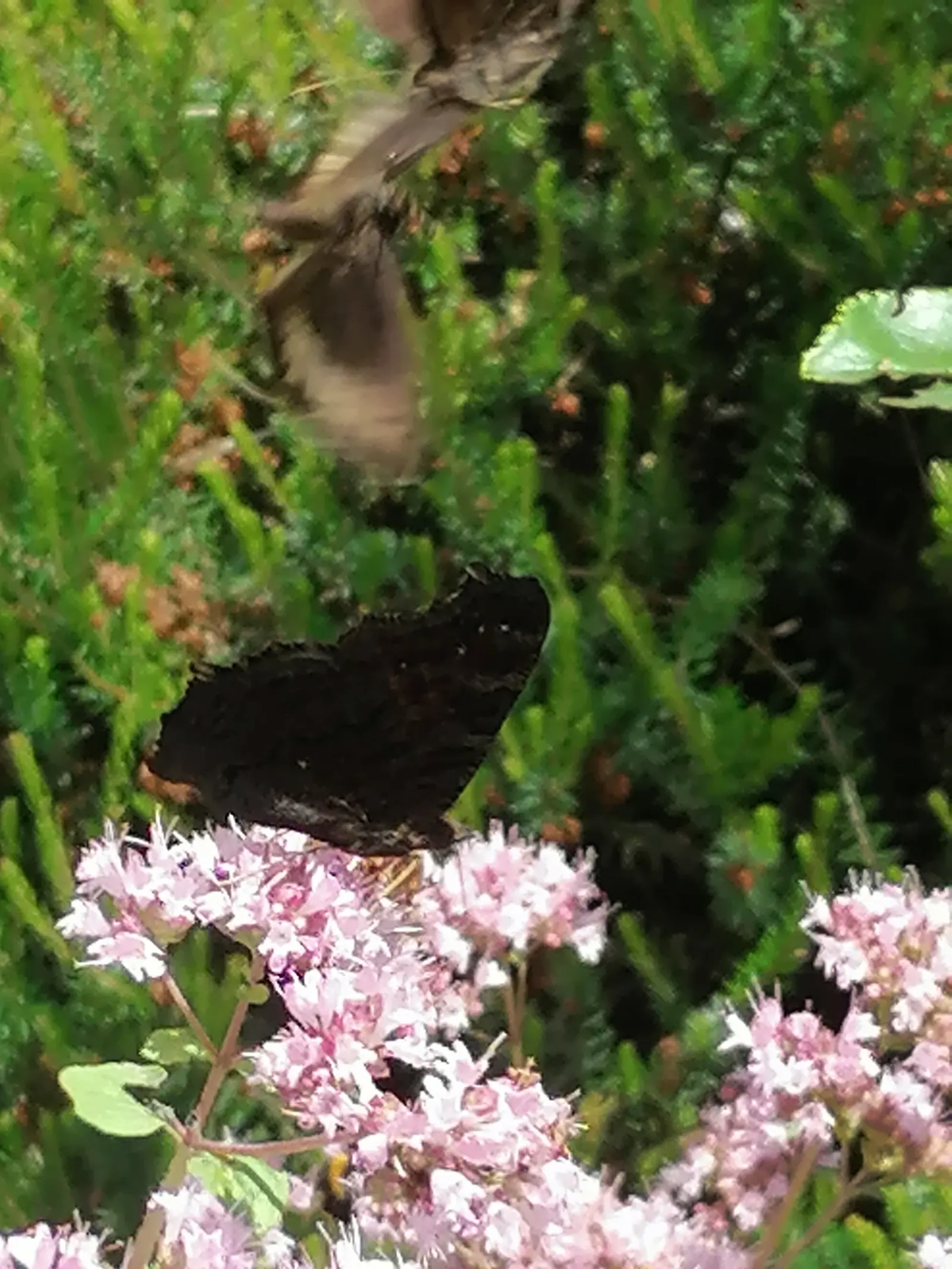 Greek Oregano (Origanum Vul. 'Heracleoticum') — making it a low-maintenance choice for water-conscious landscapes.<br><br>Greek Oregano showcases tiny; whether