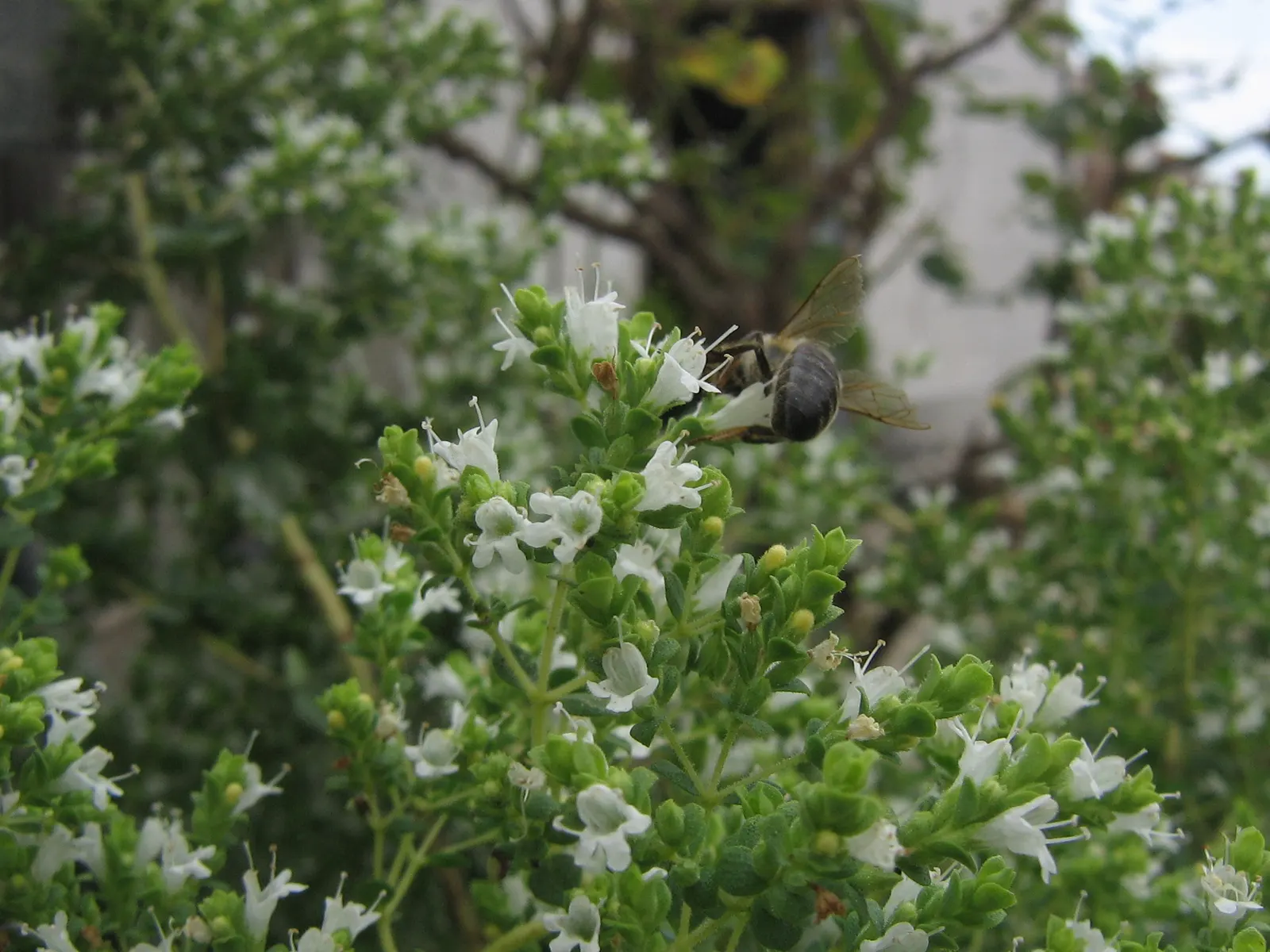 Greek Oregano (Origanum Vul. 'Heracleoticum') — Well-drained soil is ideal for optimal growth; allowing for ample space when incorporating it into, image 60