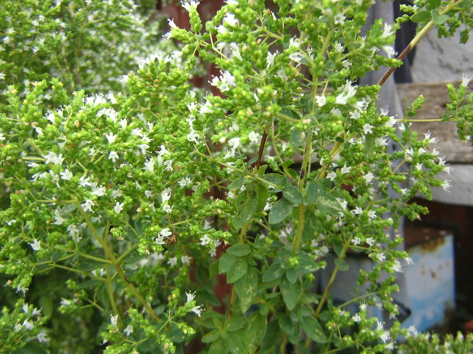 Greek Oregano (Origanum Vul. 'Heracleoticum') — Hardy in USDA zones 4 to 9; prune regularly to encourage a dense, bushy form and to prevent it from, image 67