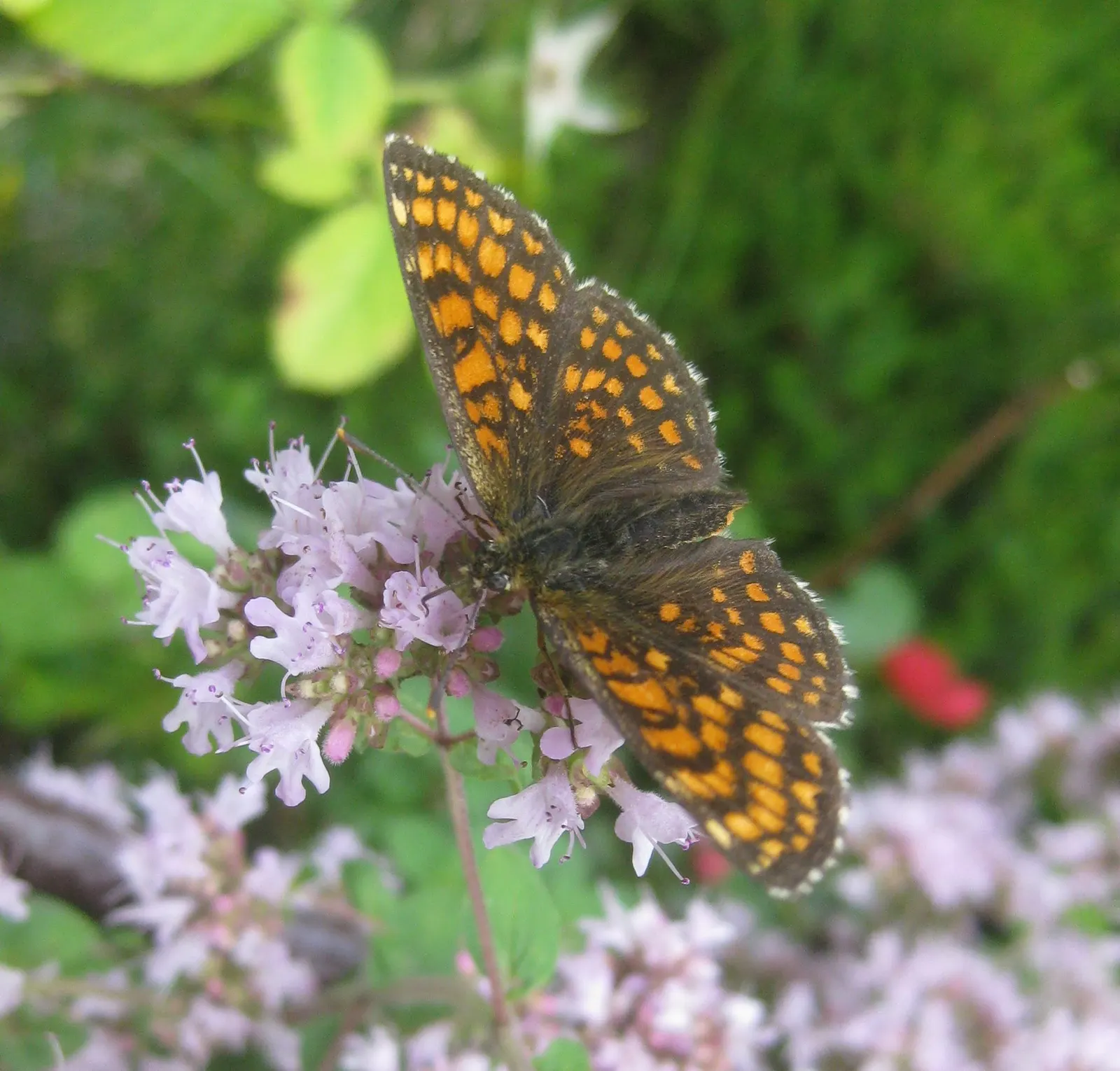 Greek Oregano (Origanum Vul. 'Heracleoticum') — used as a fragrant ground cover or border plant; and when allowed to bloom in the summer