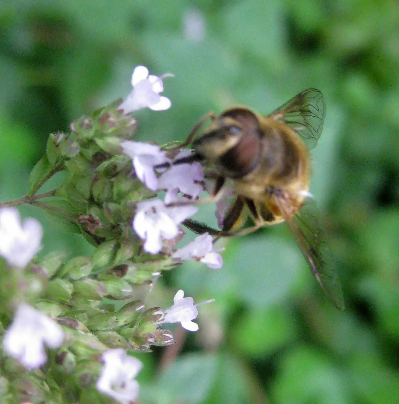 Greek Oregano (Origanum Vul. 'Heracleoticum') — widely used in culinary settings; the flowers are an aesthetic boost