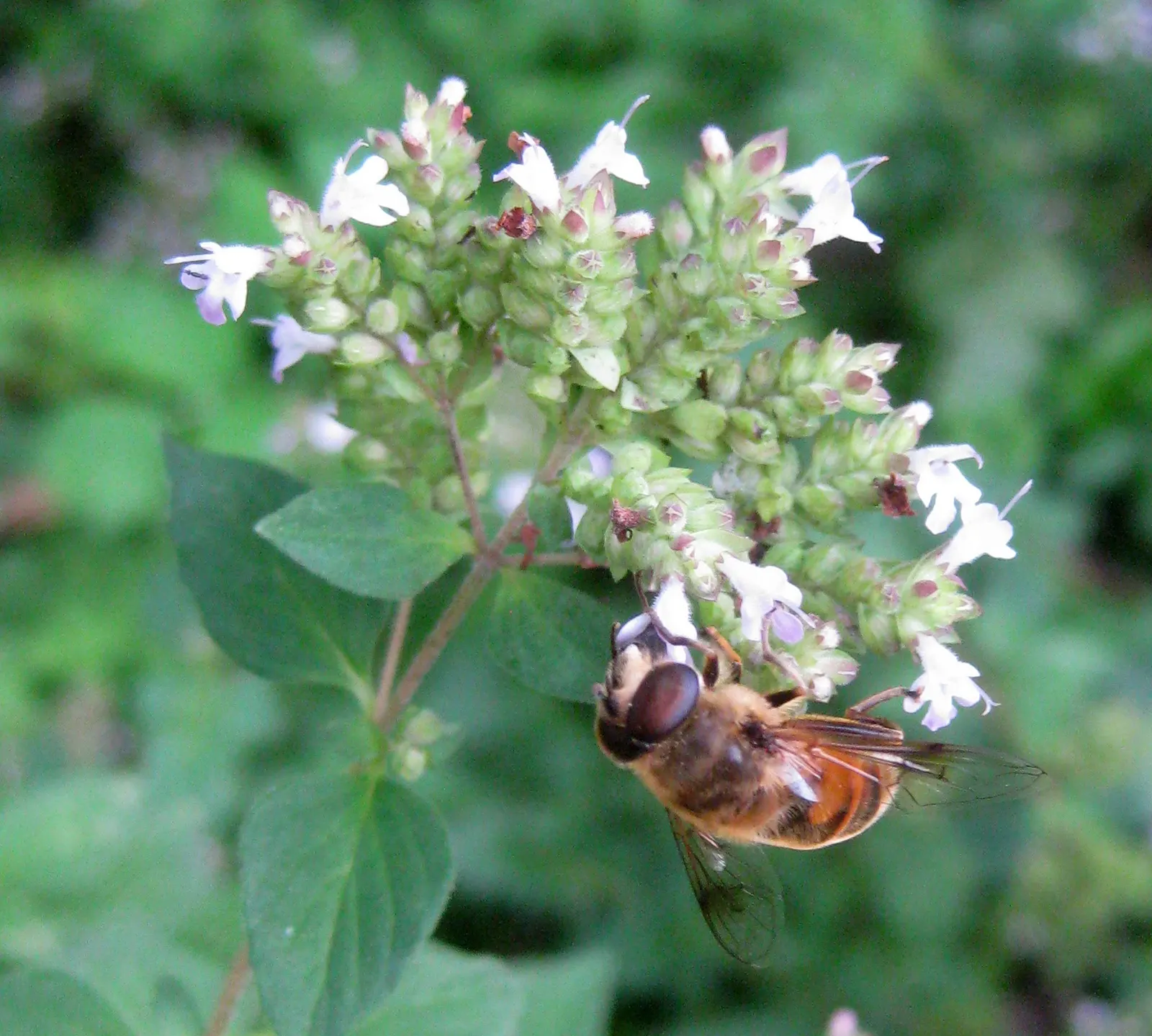 Greek Oregano (Origanum Vul. 'Heracleoticum') — herb / perennial for full or half