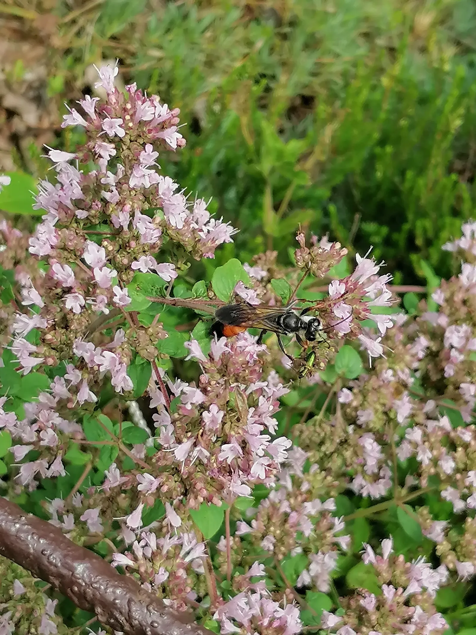 Greek Oregano (Origanum Vul. 'Heracleoticum') — and when allowed to bloom in the summer
