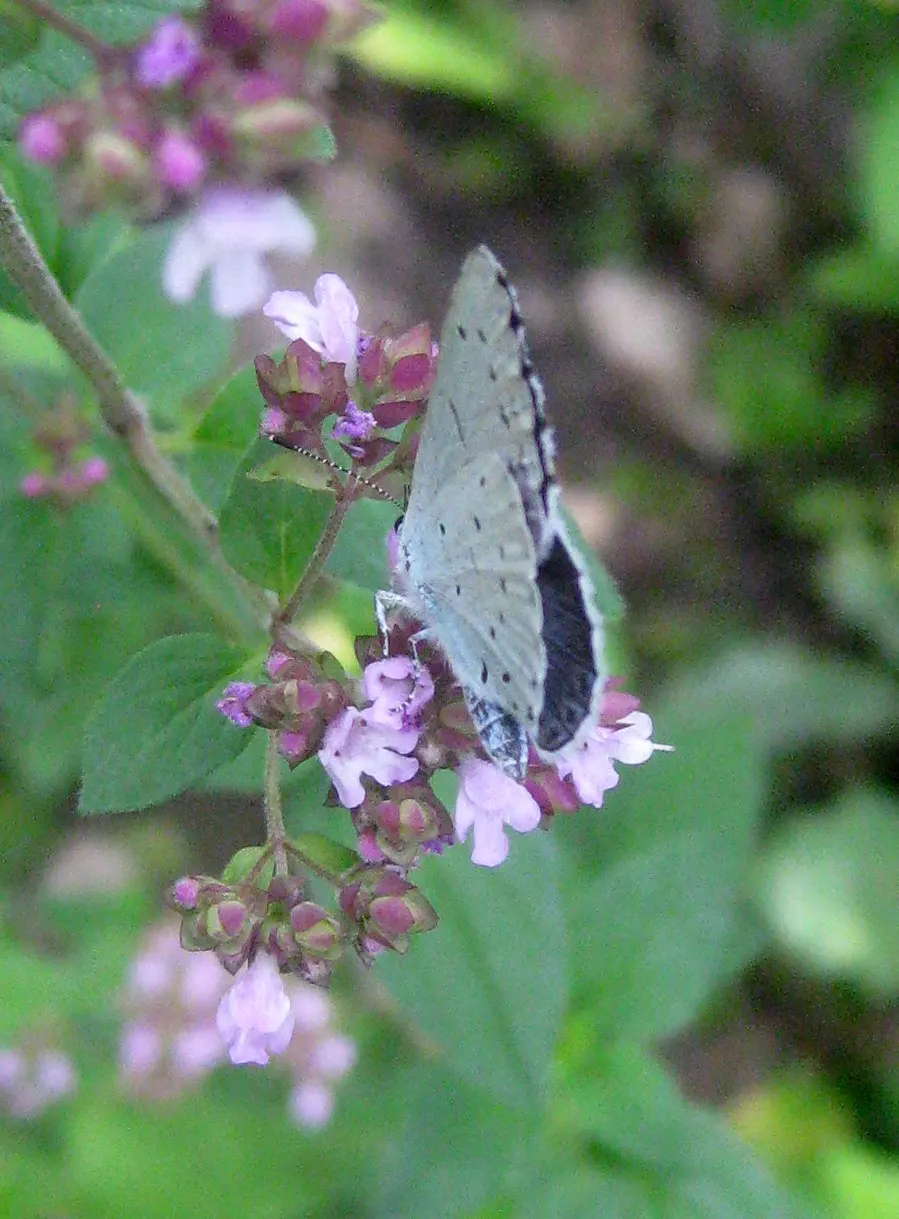 Greek Oregano (Origanum Vul. 'Heracleoticum') — Prune regularly to encourage a dense, bushy form and to prevent it from becoming leggy; but for the, image 61
