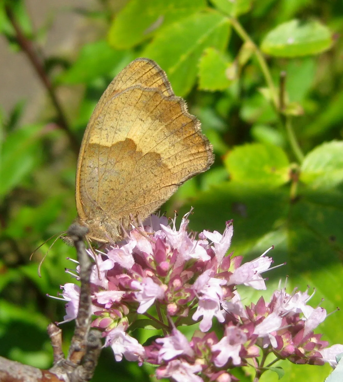 Greek Oregano (Origanum Vul. 'Heracleoticum') — This particular cultivar is prized for its high oil content; for gardeners, it's an easy-to-grow, image 65