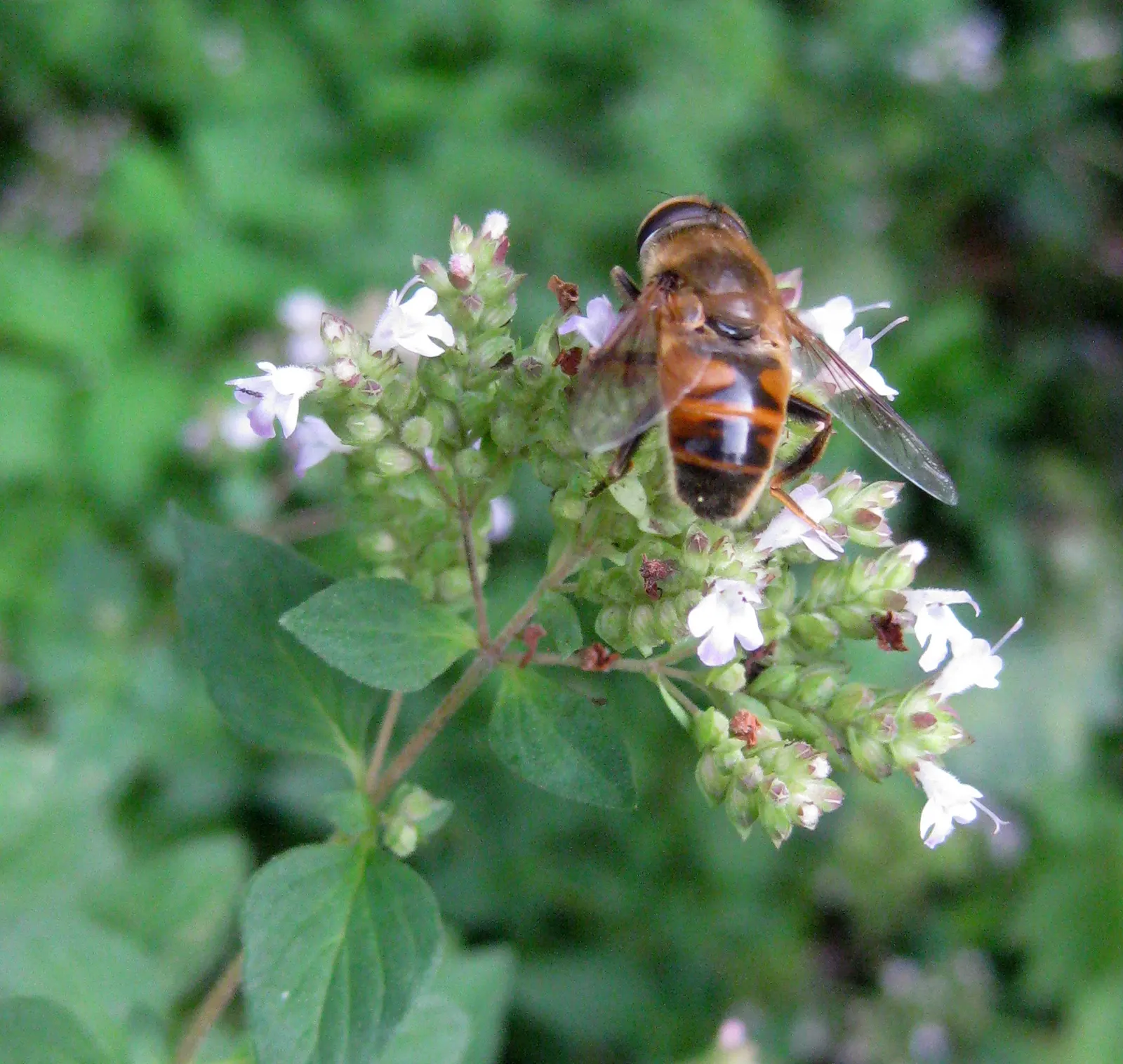 Greek Oregano (Origanum Vul. 'Heracleoticum') — It dons petite lavender flowers in summer, attracting pollinators, image 32