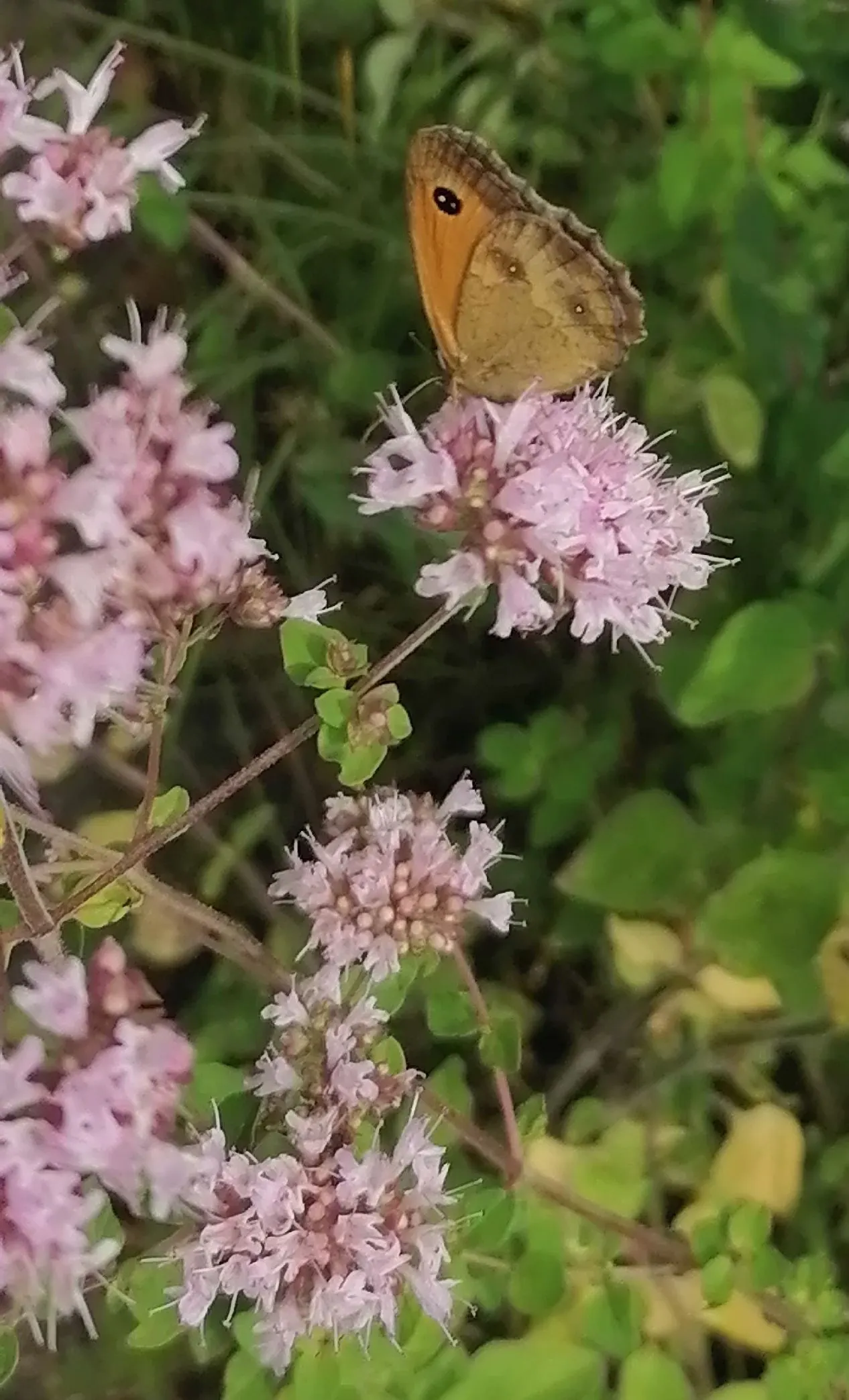 Greek Oregano (Origanum Vul. 'Heracleoticum') — It dons petite lavender flowers in summer, attracting pollinators, image 59