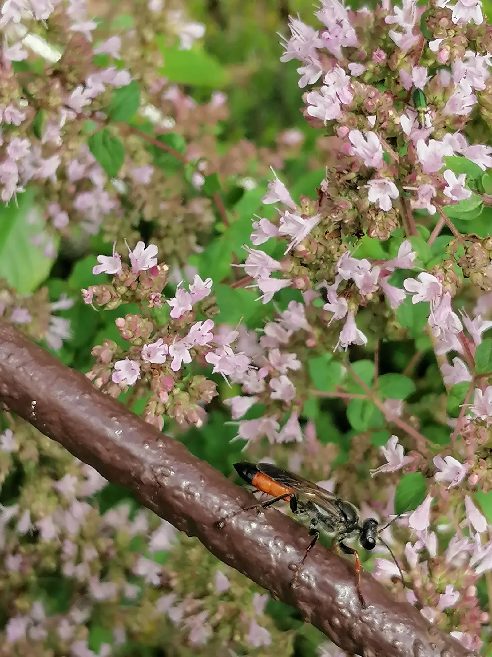 Greek Oregano (Origanum Vul. 'Heracleoticum') — herb / perennial with pink blooms
