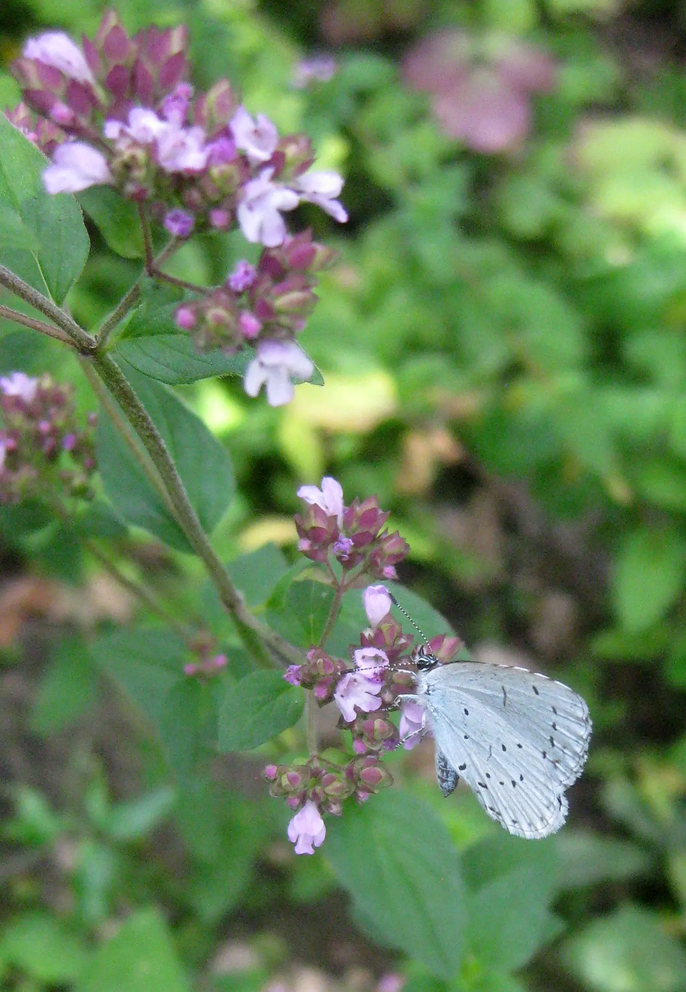 Greek Oregano (Origanum Vul. 'Heracleoticum') — and visual appeal in the landscape; widely used in culinary settings, image 78
