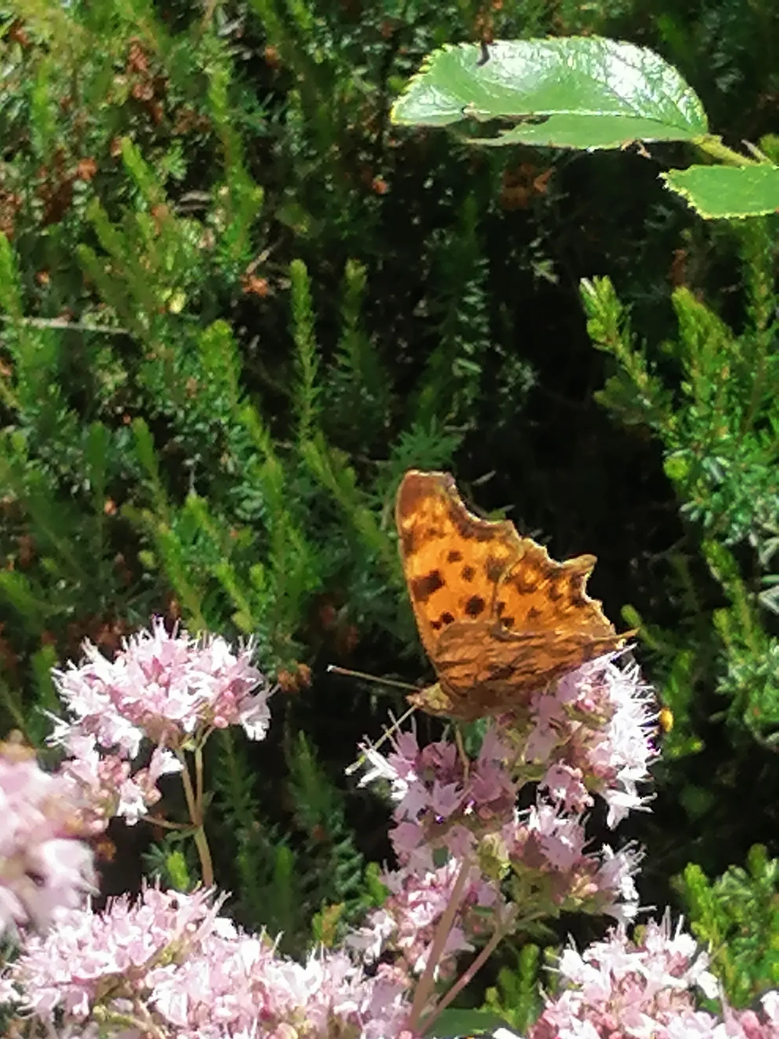 Greek Oregano (Origanum Vul. 'Heracleoticum') — widely used in culinary settings