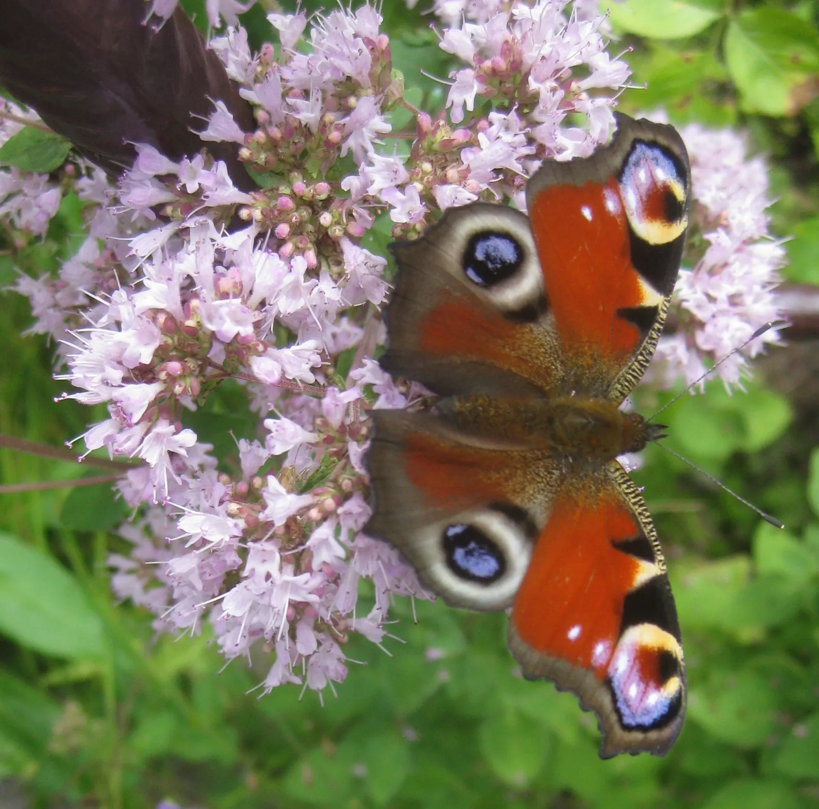 Greek Oregano (Origanum Vul. 'Heracleoticum') — This particular cultivar is prized for its high oil content; for gardeners, it's an easy-to-grow plant that can