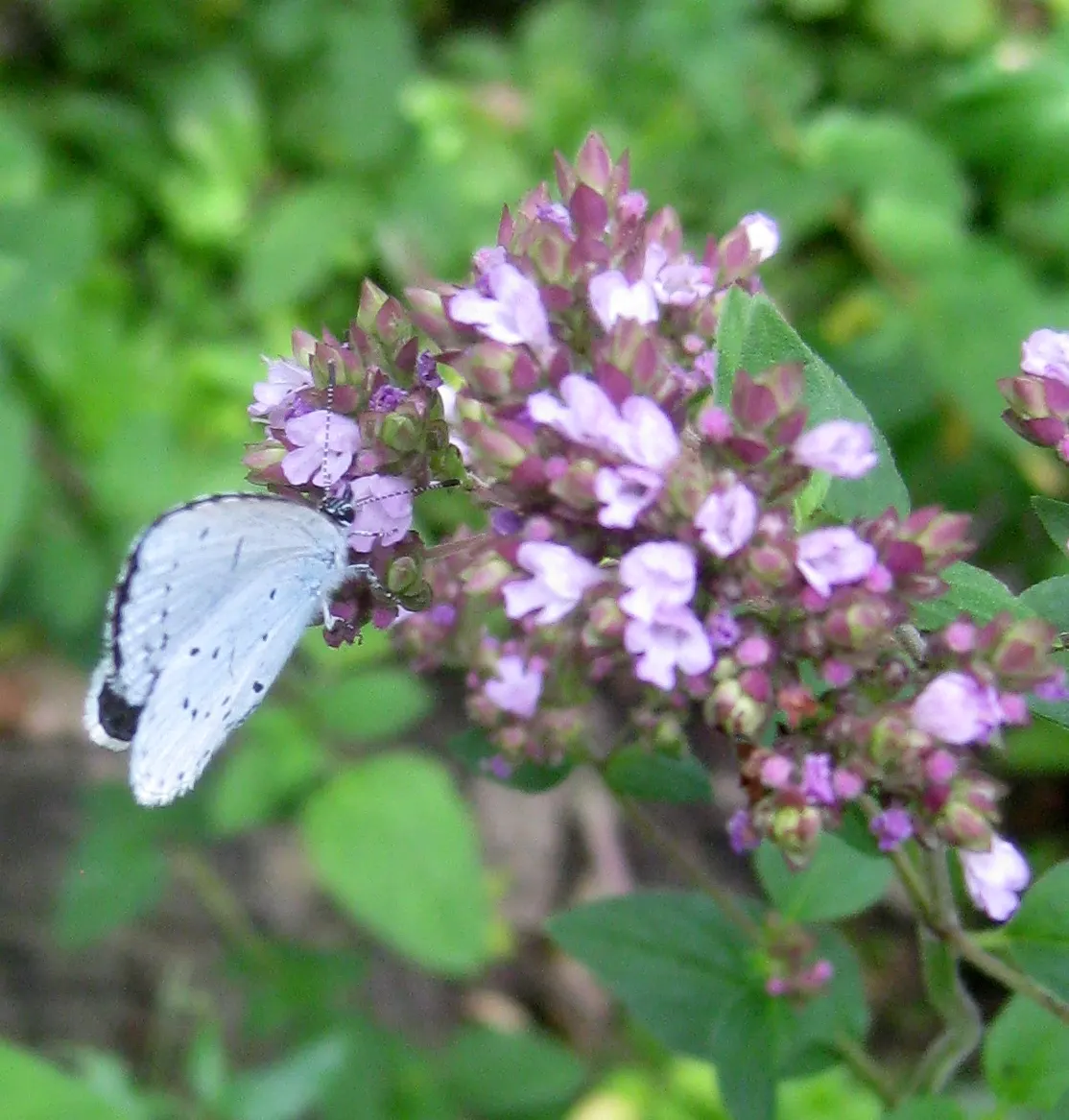 Greek Oregano (Origanum Vul. 'Heracleoticum') — herbaceous perennial plant that adds both culinary zest and textural diversity to any landscape, image 64
