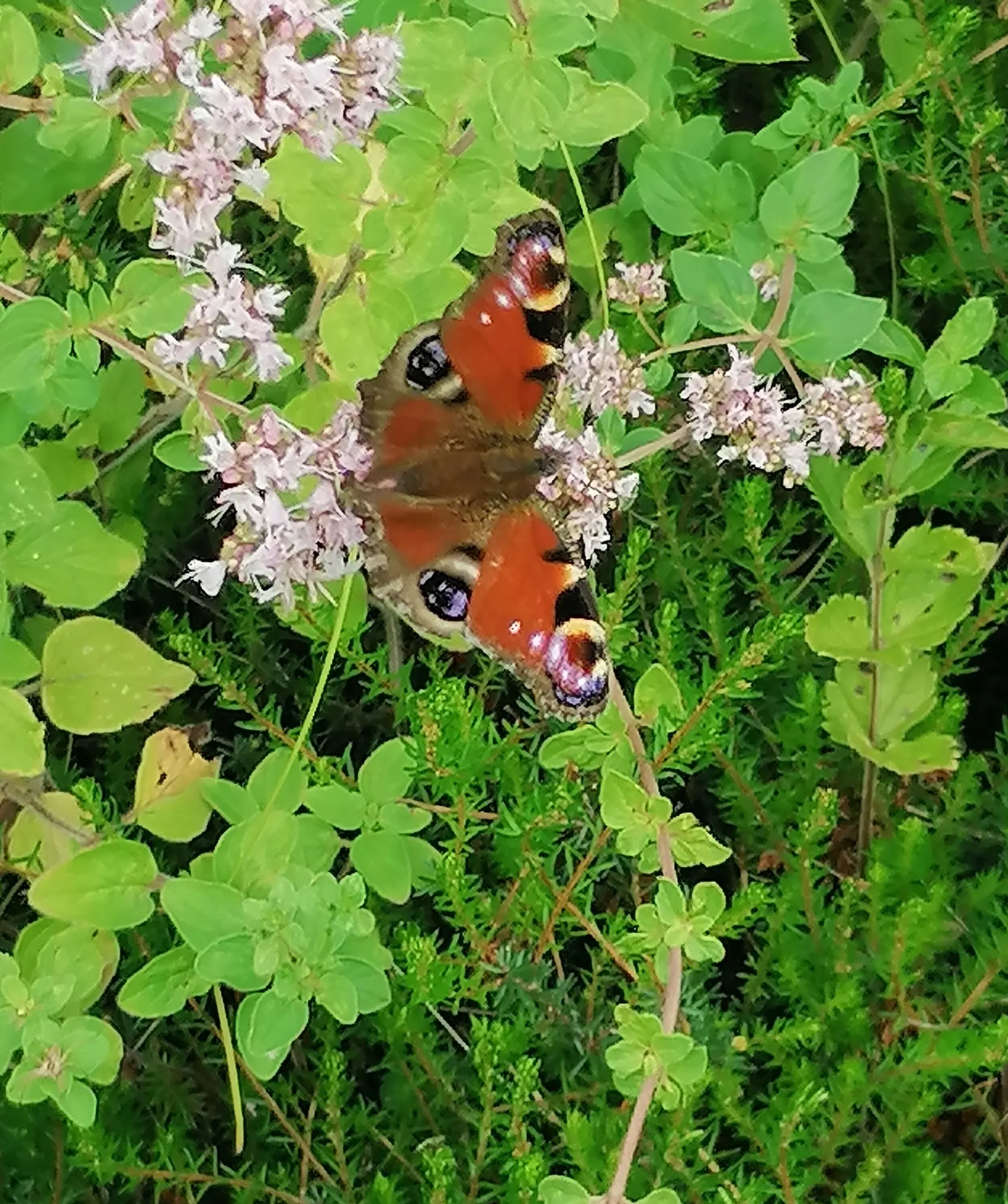 Greek Oregano (Origanum Vul. 'Heracleoticum') — and when allowed to bloom in the summer; greek Oregano (Origanum vulgare 'Heracleoticum') is a robust