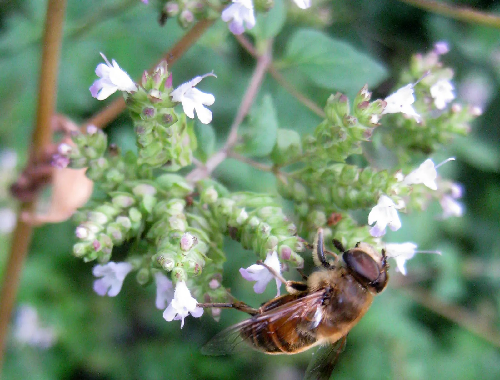 Greek Oregano (Origanum Vul. 'Heracleoticum') — For gardeners, it's an easy-to-grow plant that can be harvested throughout the growing season