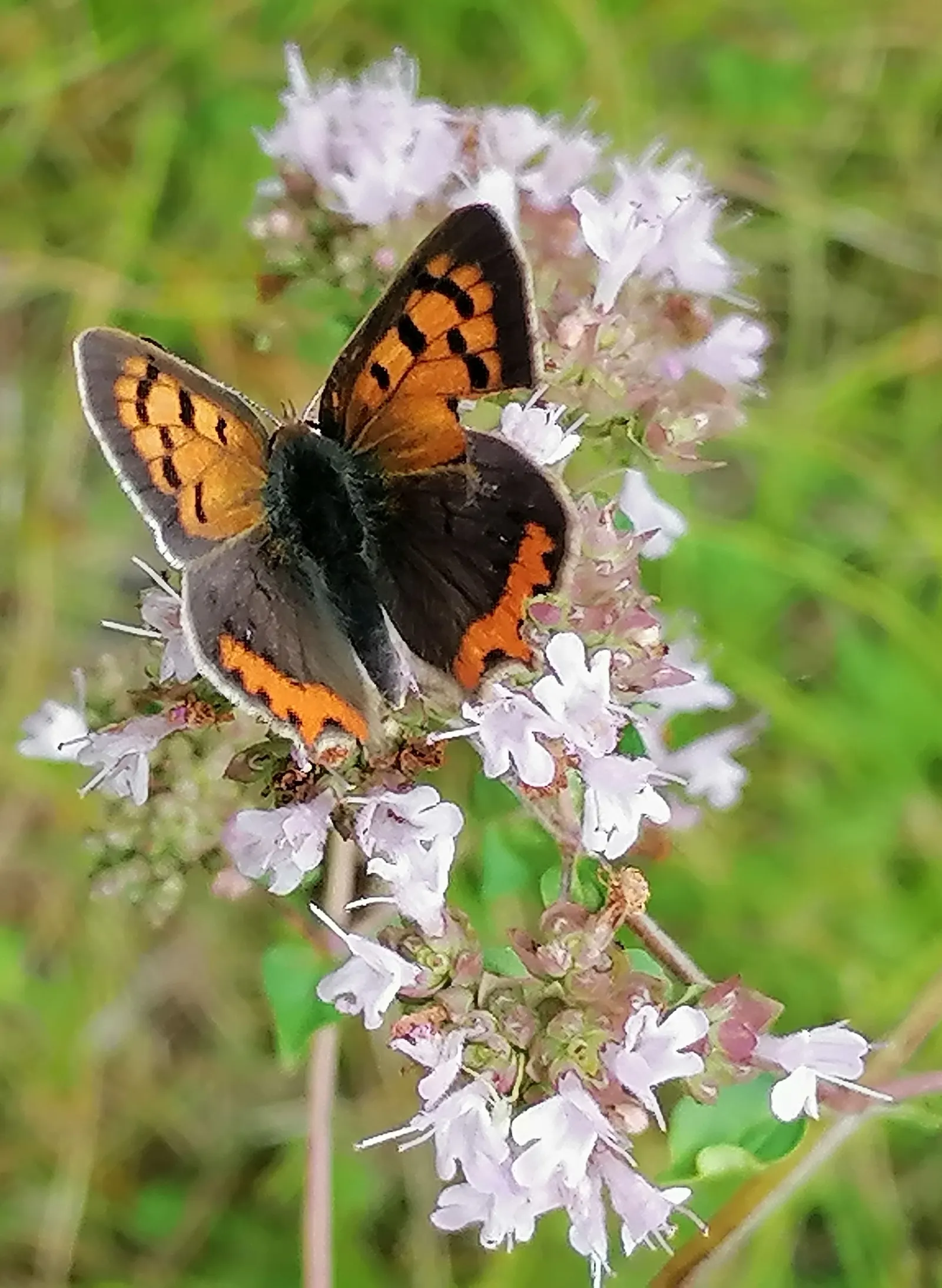 Greek Oregano (Origanum Vul. 'Heracleoticum') — This hardy plant thrives in full sun, reaching 12-18 inches in height with a similar spread; pink flowers in