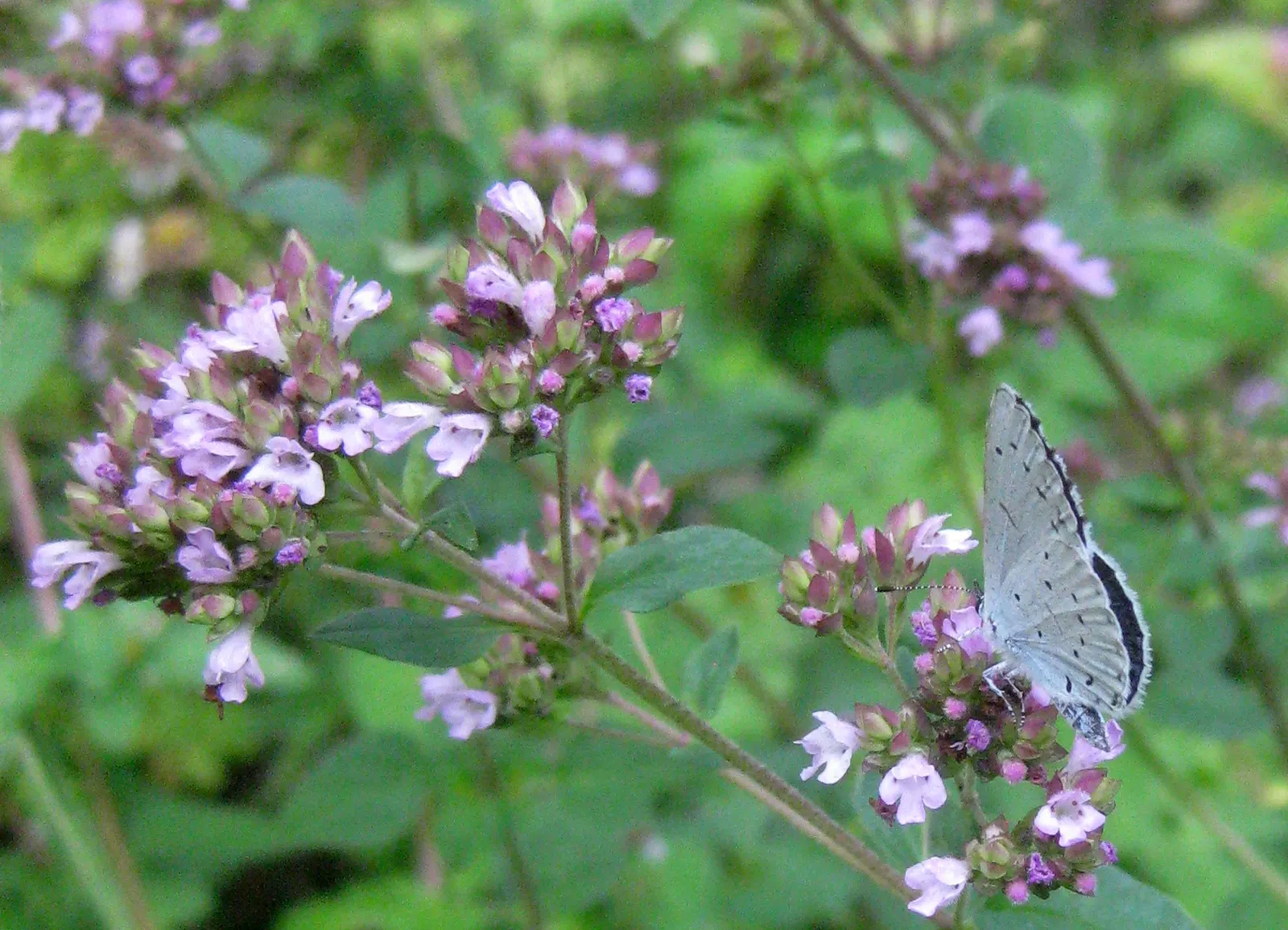Greek Oregano (Origanum Vul. 'Heracleoticum') — Greek Oregano offers a delightful combination of functionality, image 77