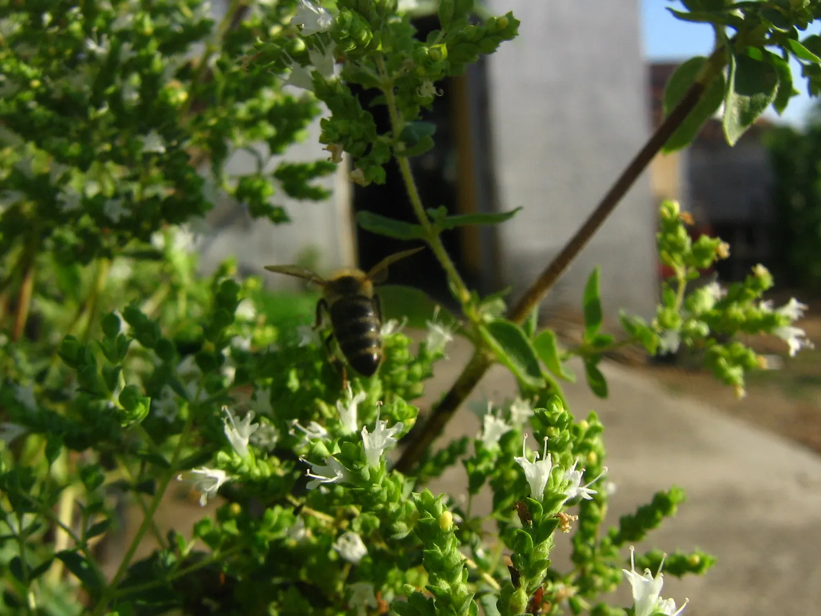 Greek Oregano (Origanum Vul. 'Heracleoticum') — and when allowed to bloom in the summer; greek Oregano (Origanum vulgare 'Heracleoticum') is a, image 70