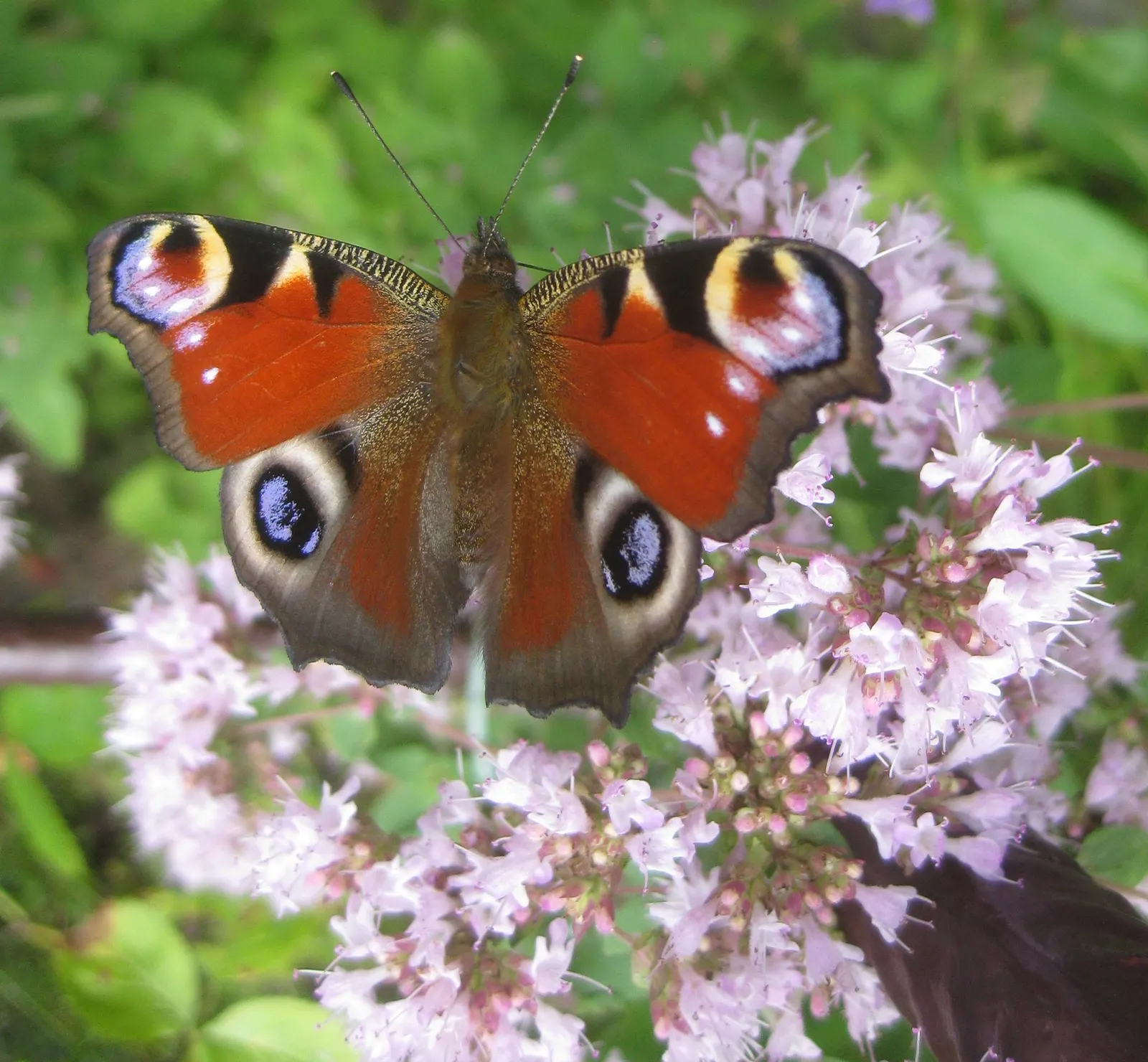 Greek Oregano (Origanum Vul. 'Heracleoticum') — used as a fragrant ground cover or border plant; and when allowed to bloom in the summer, image 76