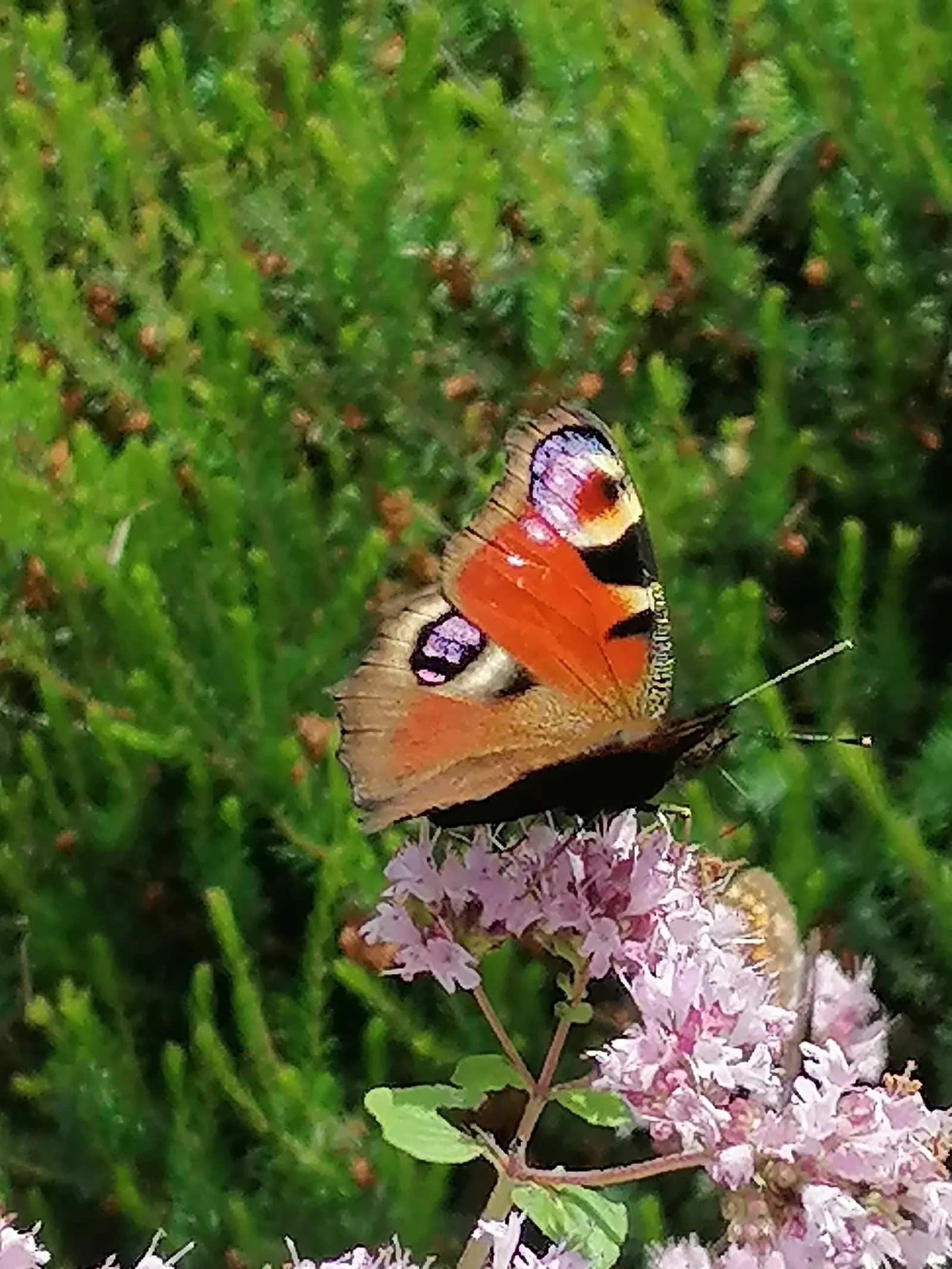 Greek Oregano (Origanum Vul. 'Heracleoticum') — Greek Oregano offers a delightful combination of functionality
