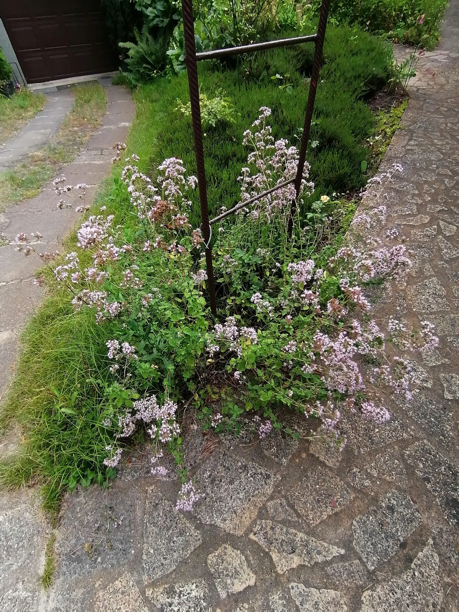 Greek Oregano (Origanum Vul. 'Heracleoticum') — Whether added to a herb garden