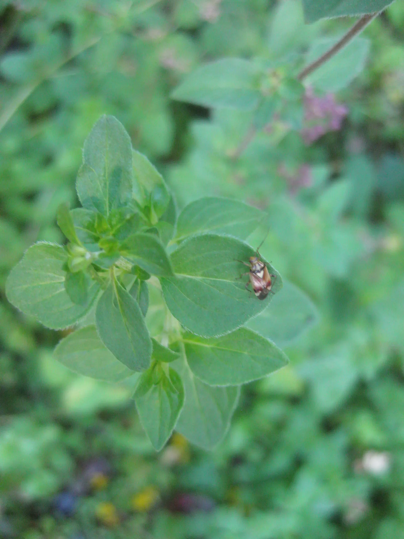 Greek Oregano (Origanum Vul. 'Heracleoticum') — Prune regularly to encourage a dense, bushy form and to prevent it from becoming leggy