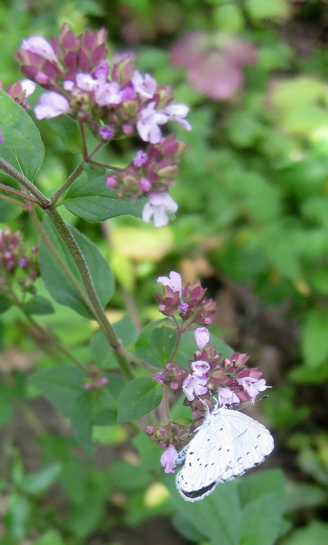 Greek Oregano (Origanum Vul. 'Heracleoticum') — This hardy plant thrives in full sun, reaching 12-18 inches in height with a similar spread