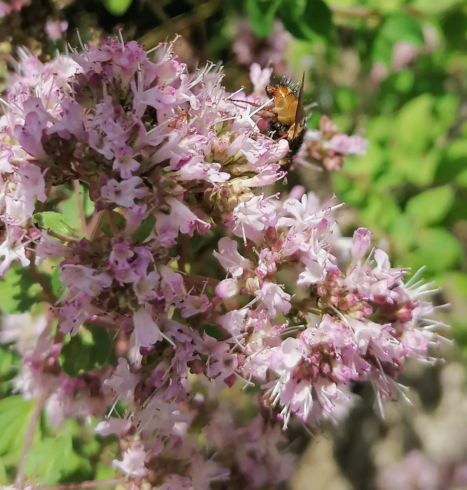 Greek Oregano (Origanum Vul. 'Heracleoticum') — Greek Oregano, scientifically known as Origanum vulgare subsp; herb / perennial with pink blooms, image 89