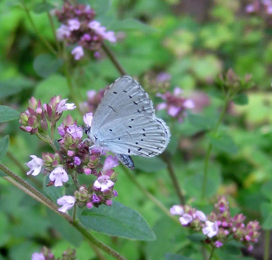 Greek Oregano (Origanum Vul. 'Heracleoticum') — Whether added to a herb garden; hirtum or 'Heracleoticum,' is a robust