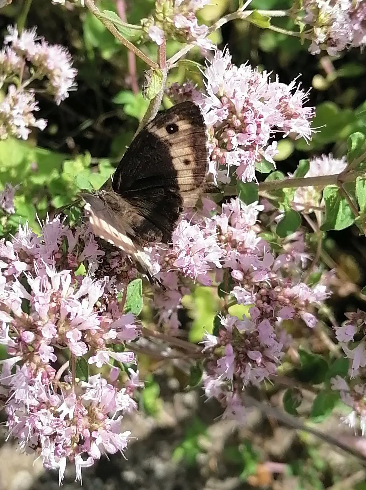 Greek Oregano (Origanum Vul. 'Heracleoticum') — pink flowers in the garden; herbaceous perennial plant that adds both culinary zest and textural diversity to