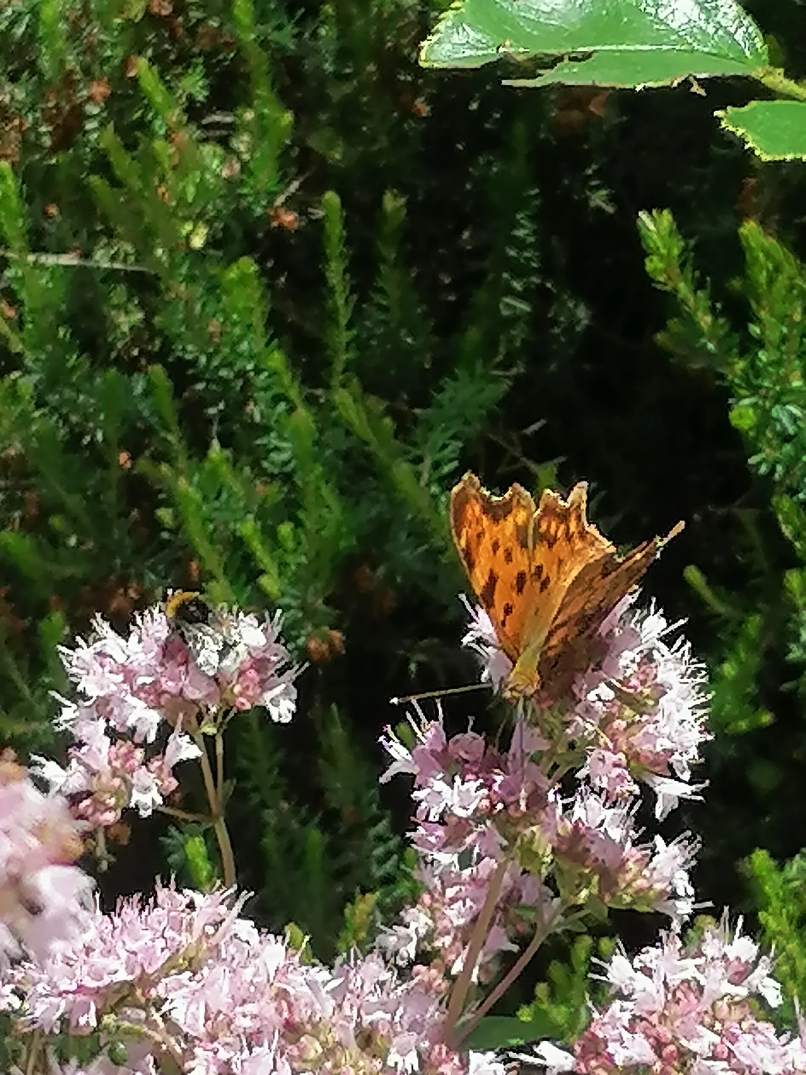 Greek Oregano (Origanum Vul. 'Heracleoticum') — purplish-pink flowers that attract pollinators like bees and butterflies