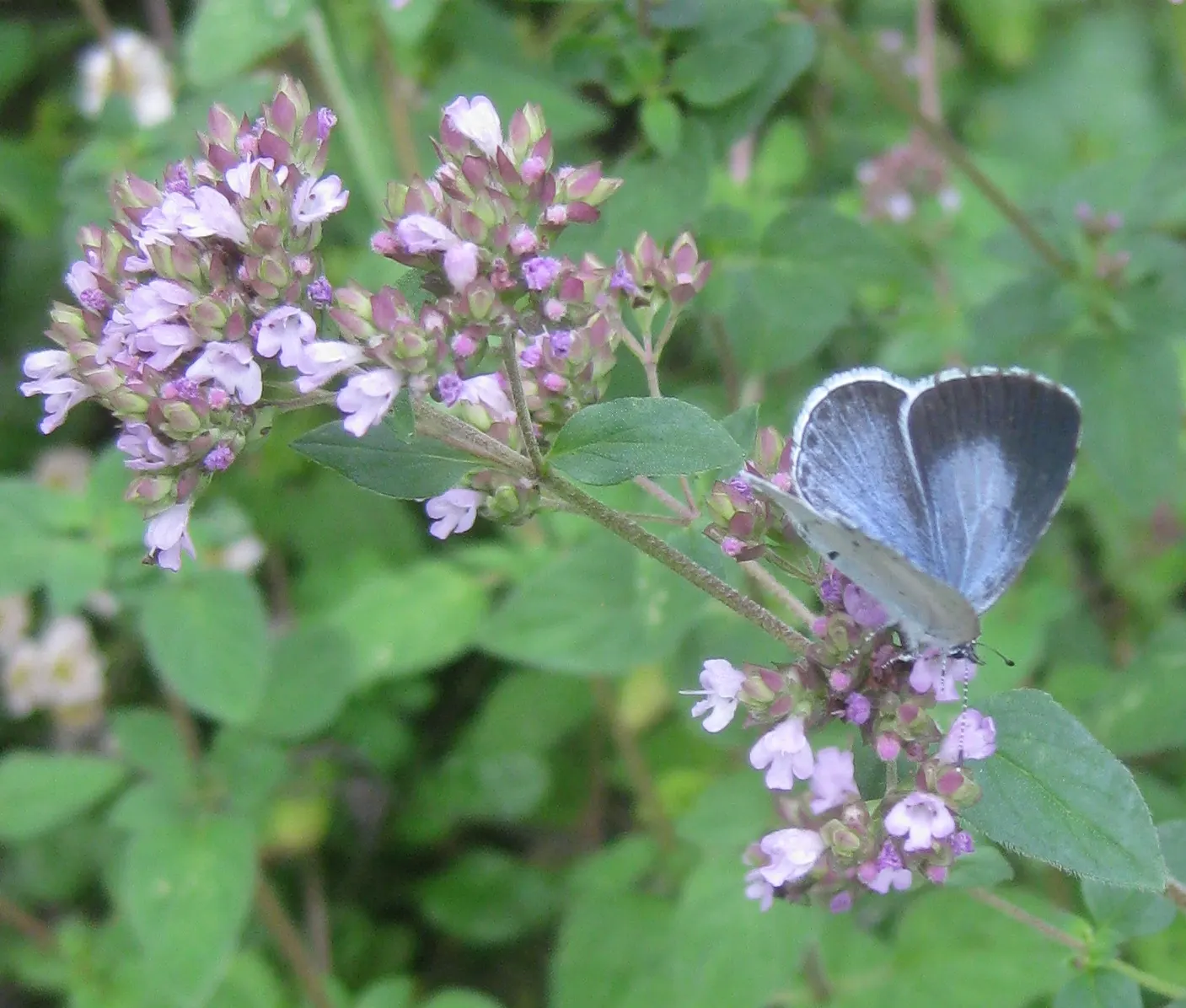 Greek Oregano (Origanum Vul. 'Heracleoticum') — making it a low-maintenance choice for water-conscious landscapes.<br><br>Greek Oregano showcases, image 69