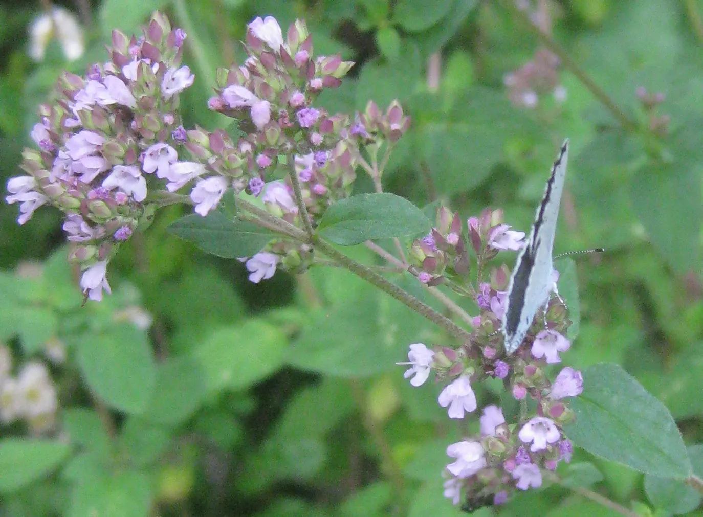 Greek Oregano (Origanum Vul. 'Heracleoticum') — and visual appeal in the landscape; widely used in culinary settings
