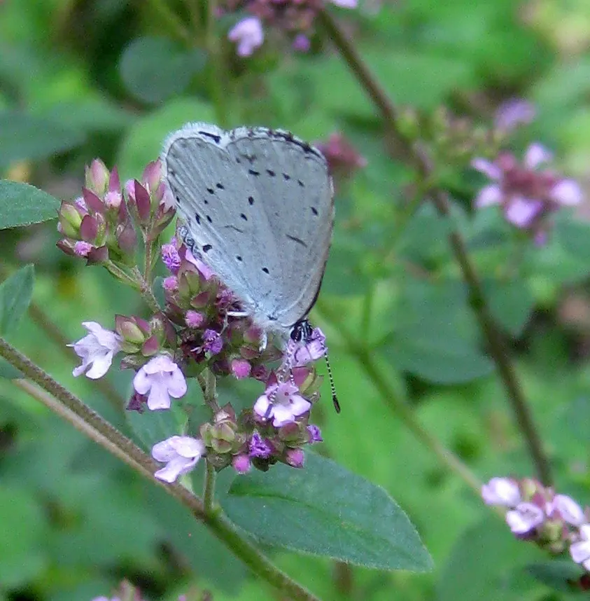 Greek Oregano (Origanum Vul. 'Heracleoticum') — allowing for ample space when incorporating it into garden designs