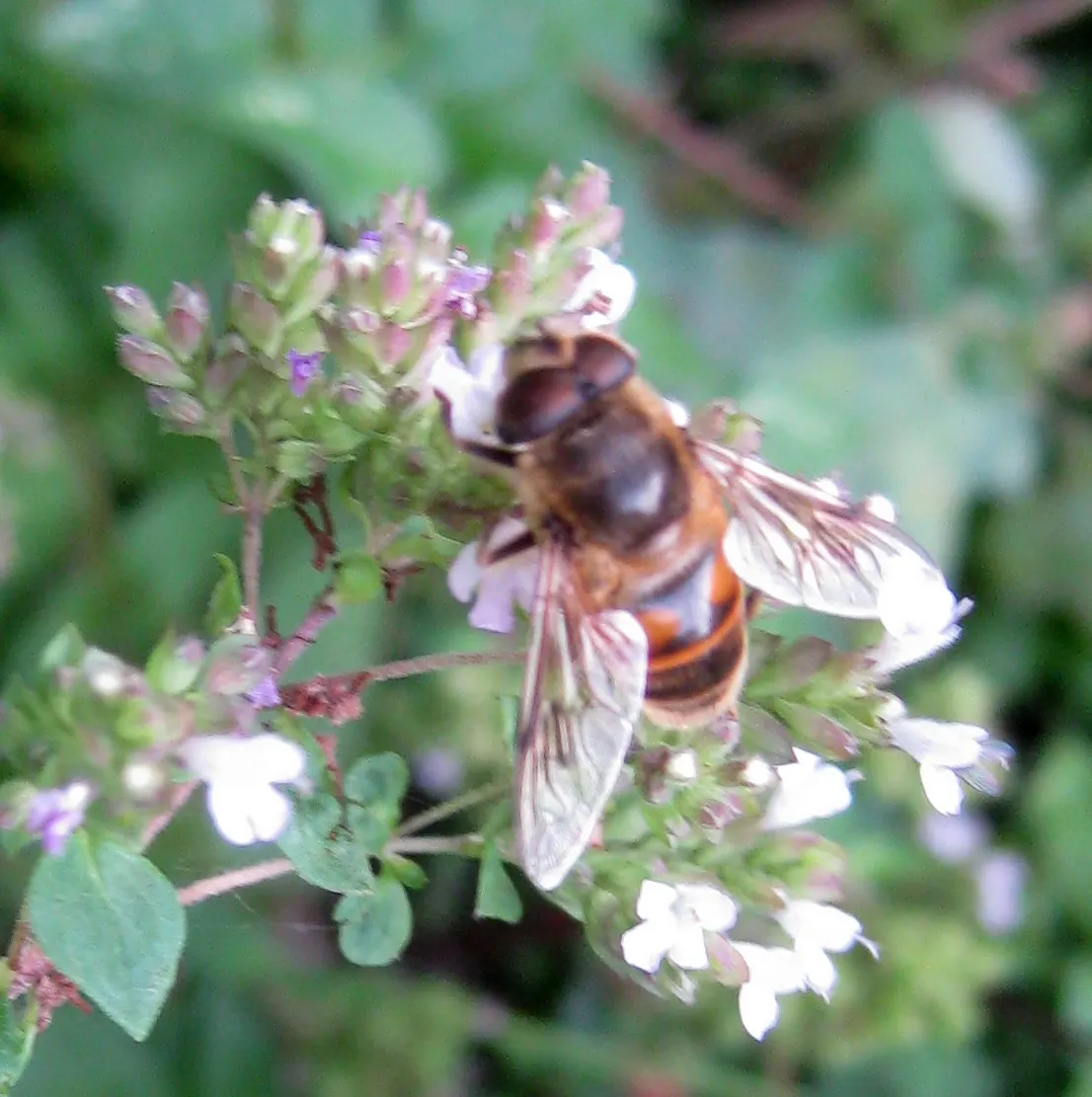 Greek Oregano (Origanum Vul. 'Heracleoticum') — Greek Oregano (Origanum vulgare 'Heracleoticum') is a robust; this hardy plant thrives in full sun, image 82