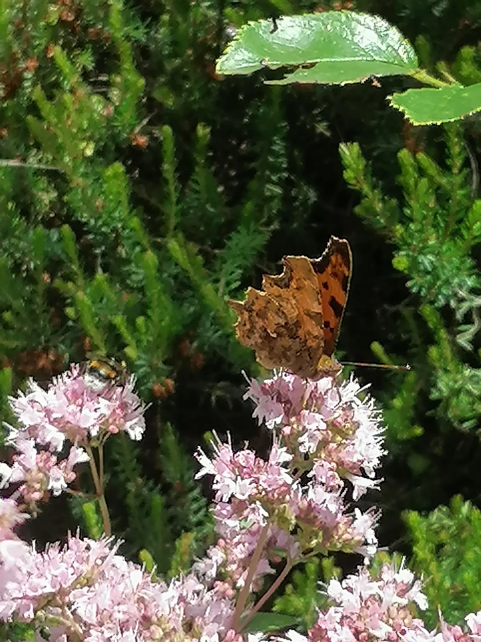 Greek Oregano (Origanum Vul. 'Heracleoticum') — The flowers are an aesthetic boost; making it a low-maintenance choice for water-conscious, image 72
