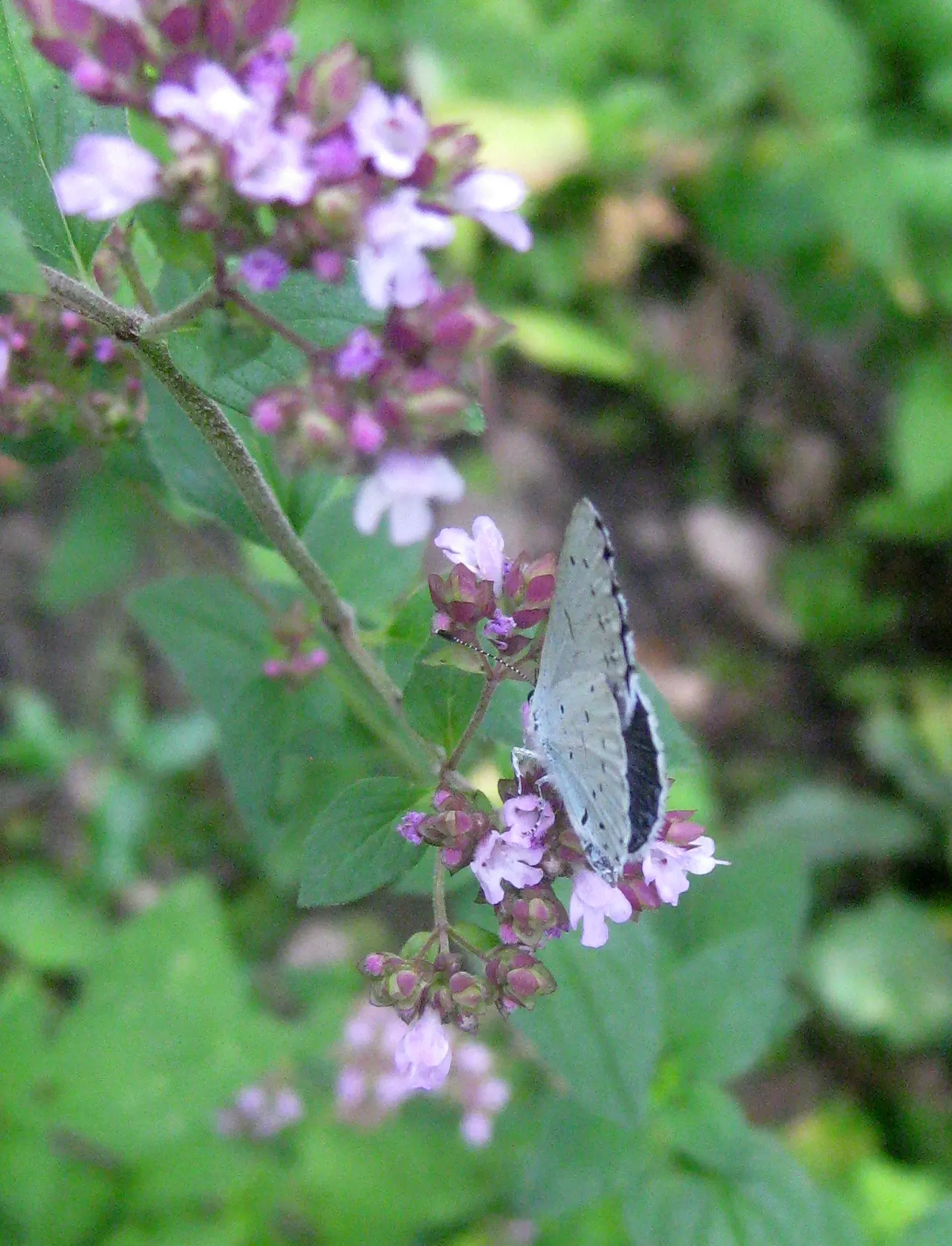 Greek Oregano (Origanum Vul. 'Heracleoticum') — pink flowers in the garden