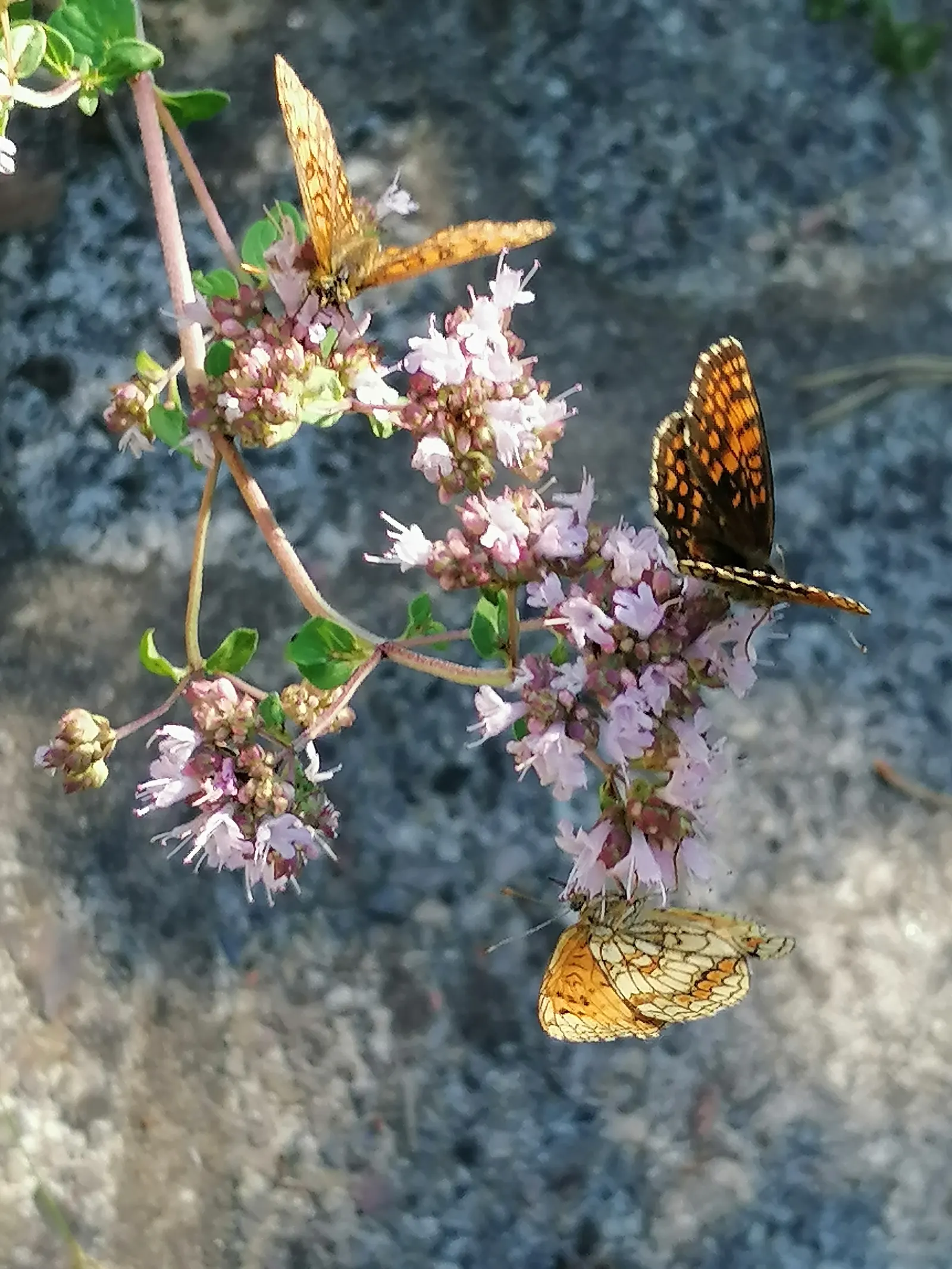 Greek Oregano (Origanum Vul. 'Heracleoticum') — Greek Oregano offers a delightful combination of functionality, image 50