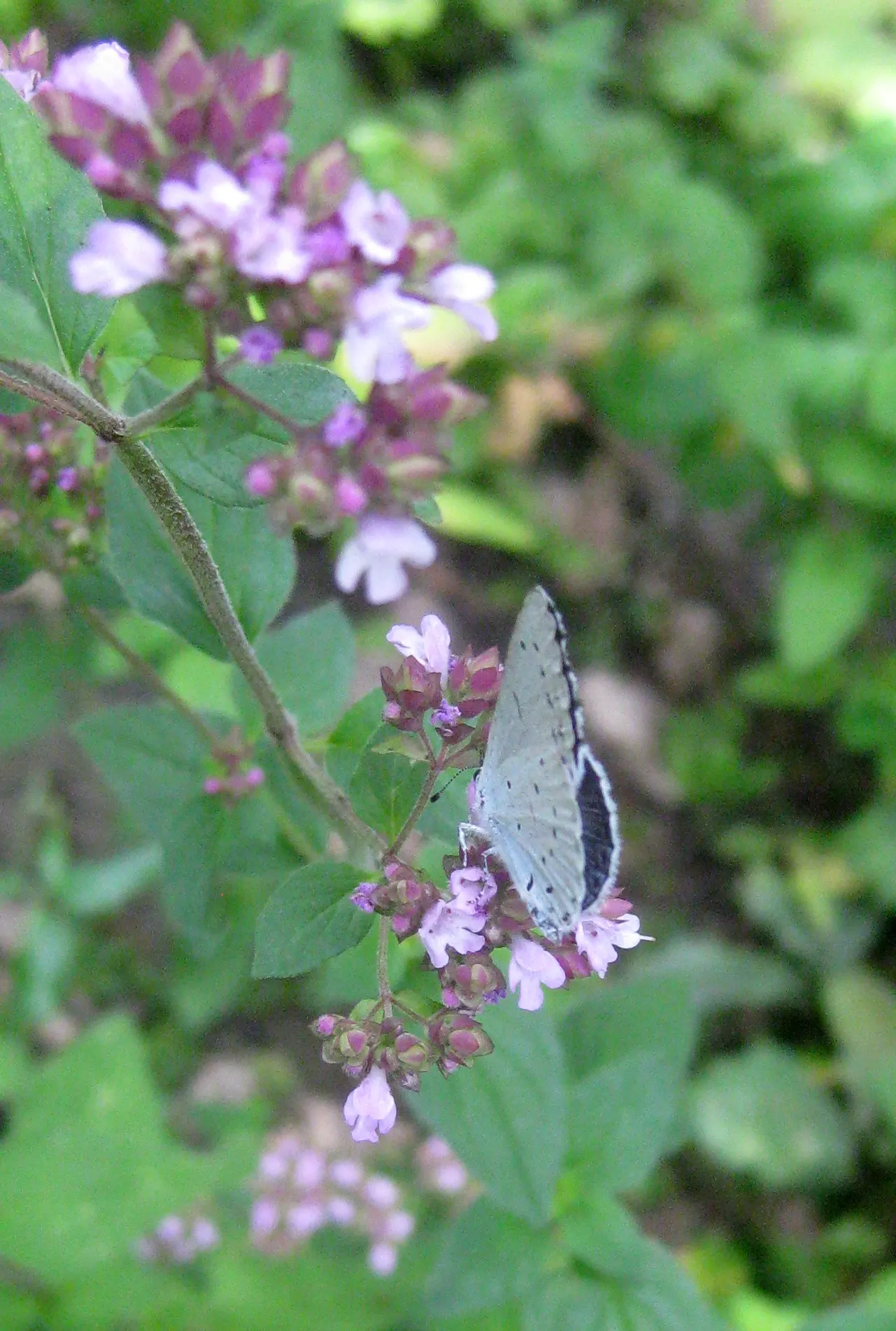 Greek Oregano (Origanum Vul. 'Heracleoticum') — Well-drained soil is ideal for optimal growth; allowing for ample space when incorporating it into, image 87