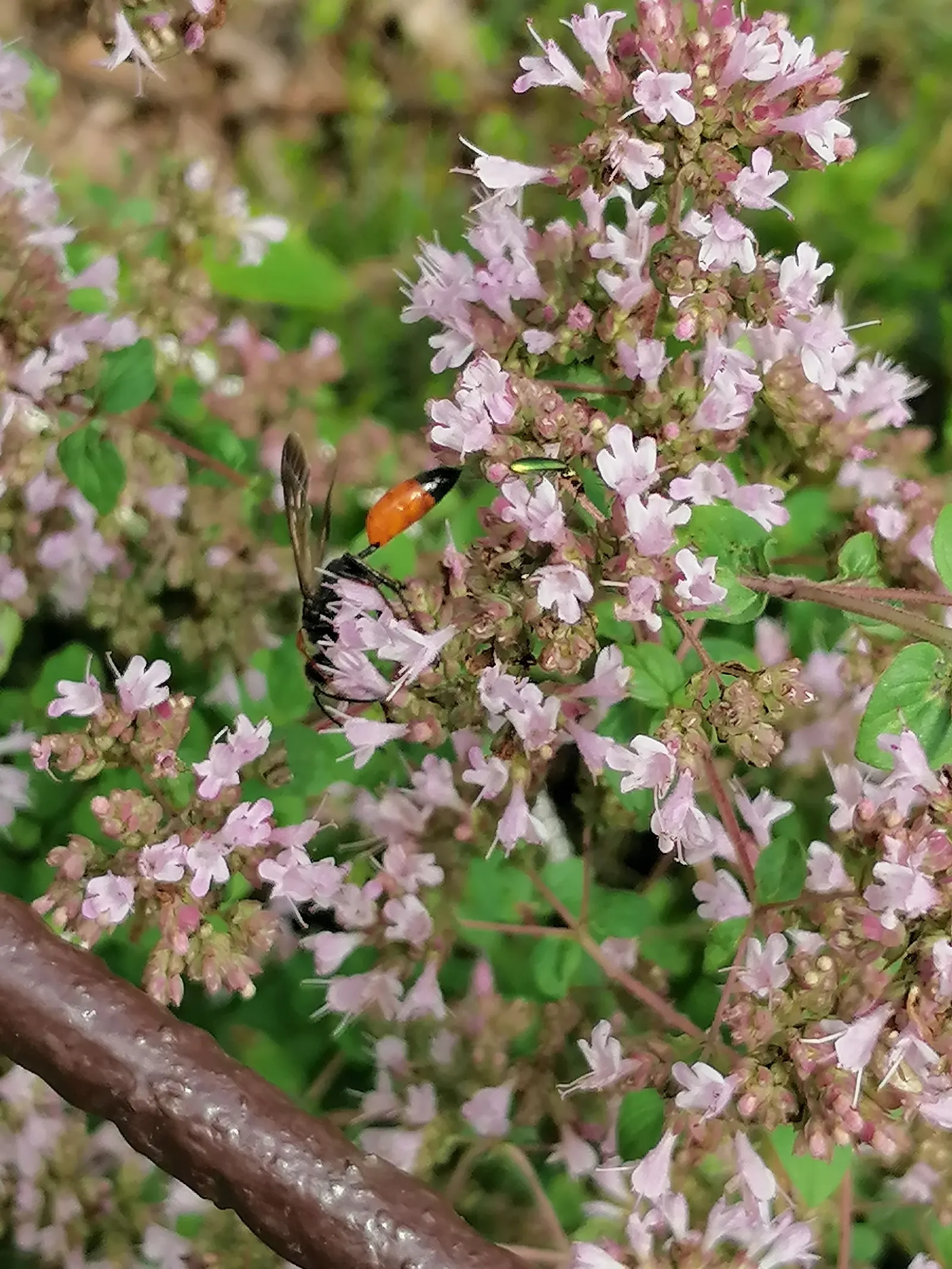 Greek Oregano (Origanum Vul. 'Heracleoticum') — Greek Oregano, scientifically known as Origanum vulgare subsp