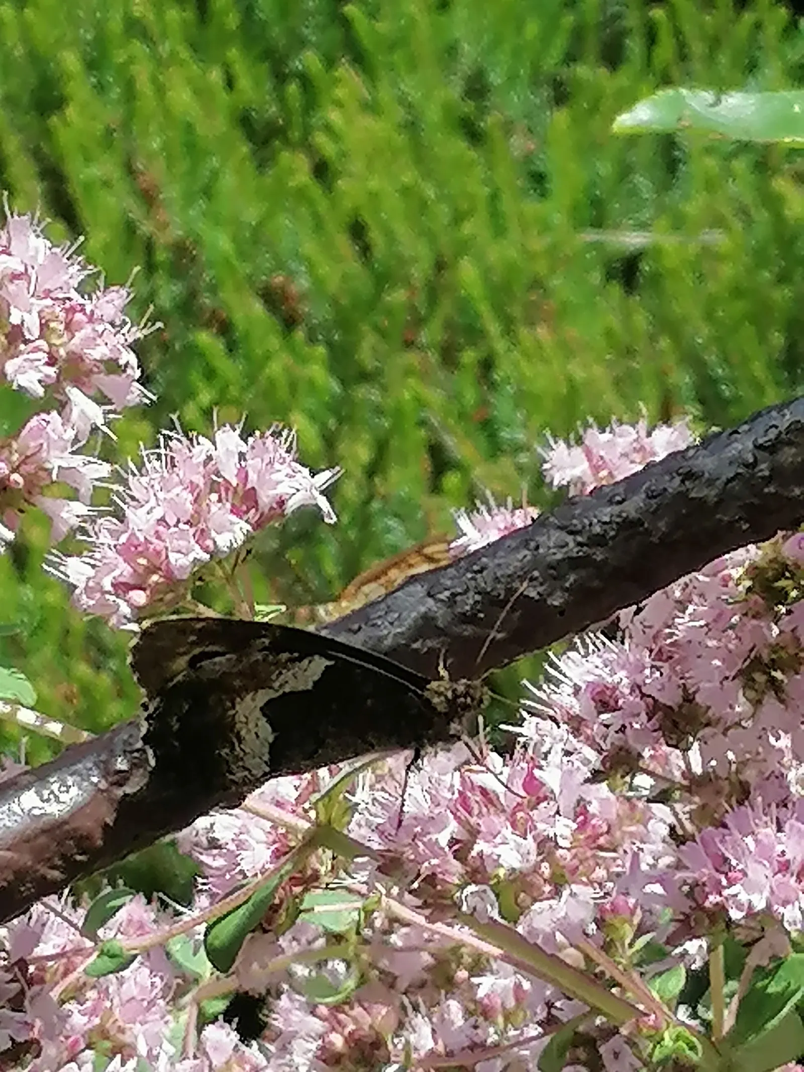 Greek Oregano (Origanum Vul. 'Heracleoticum') — Greek Oregano (Origanum vulgare 'Heracleoticum') is a robust; this hardy plant thrives in full sun, image 55